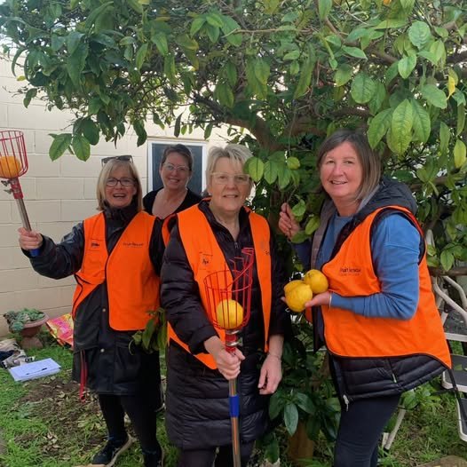Loads of lemons: 800kg so far this season