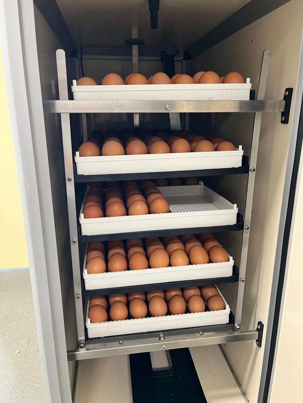 WhatsApp Image 2025-07-08 at 14.55.49.jpeg