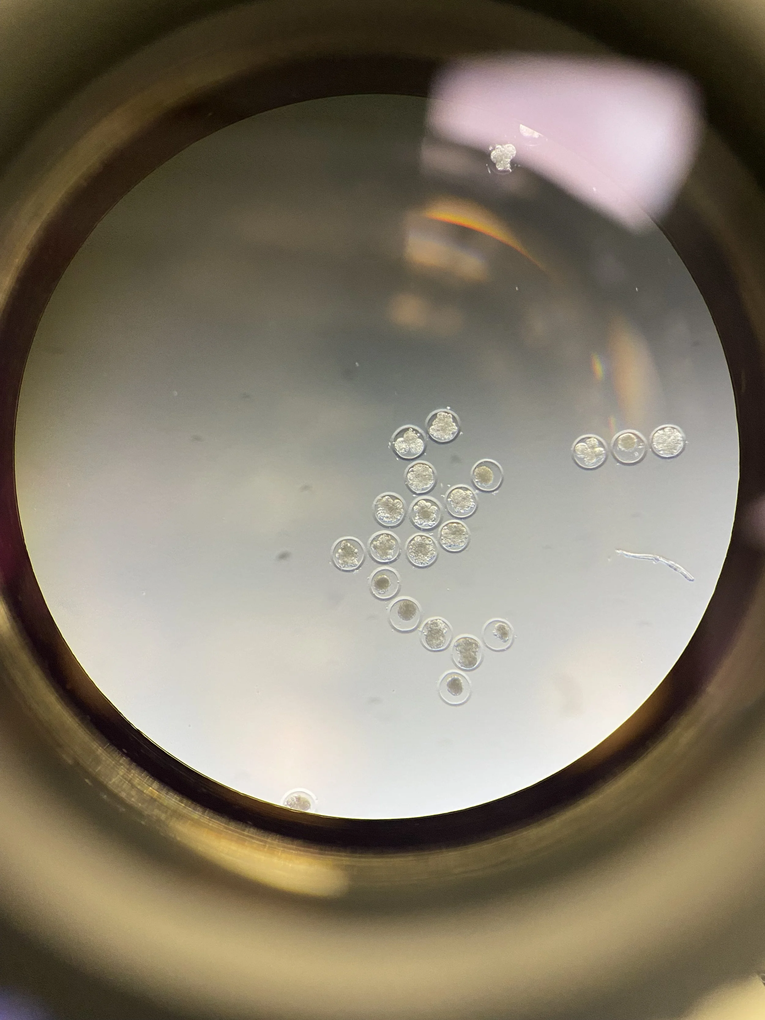 Early developing porcine embryos under microscope