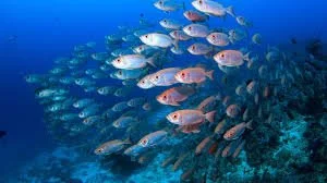 Special issue - Fish Reproduction in a Changing World: Physiology, Conservation and Stressors