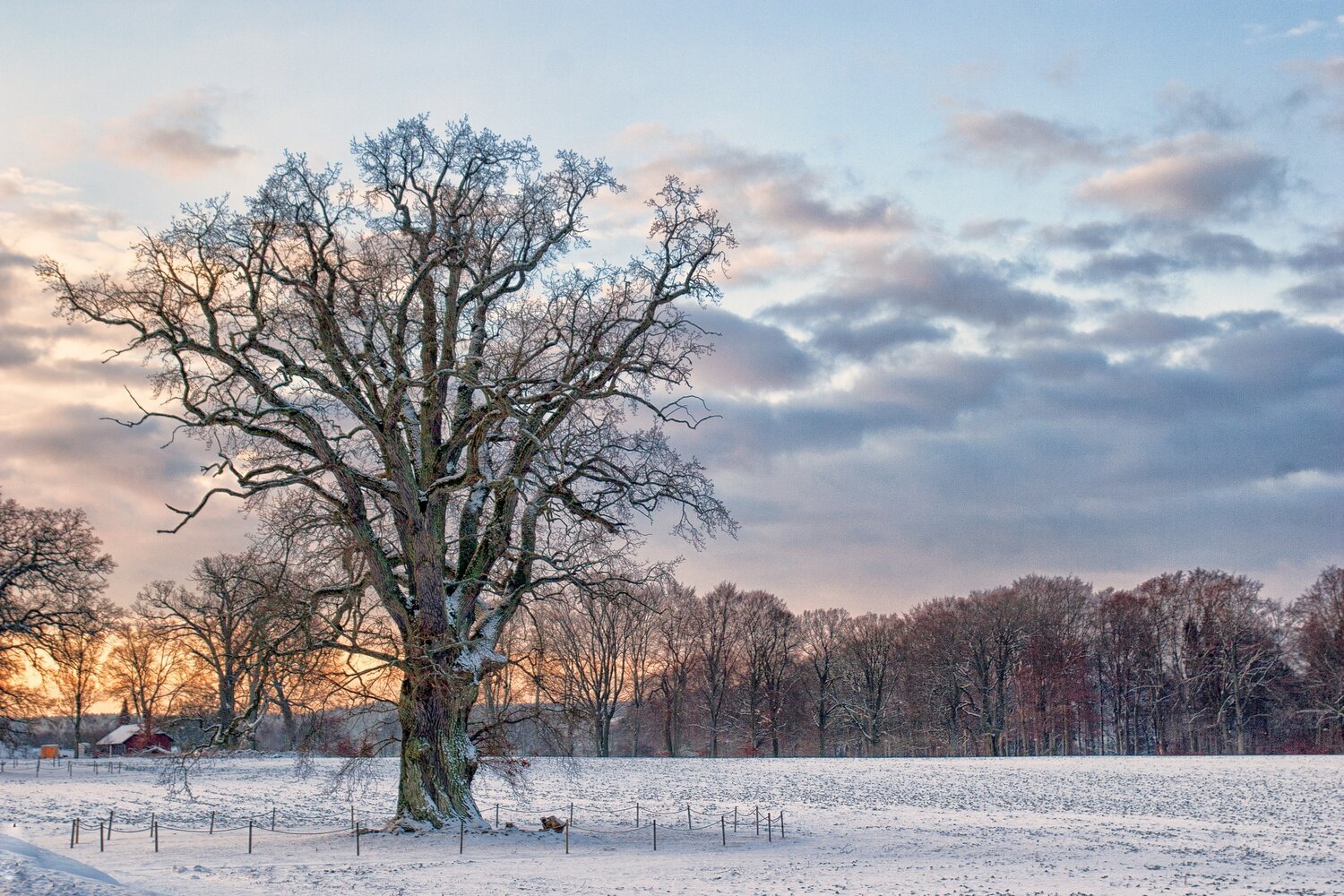 What time of year do oak trees grow?