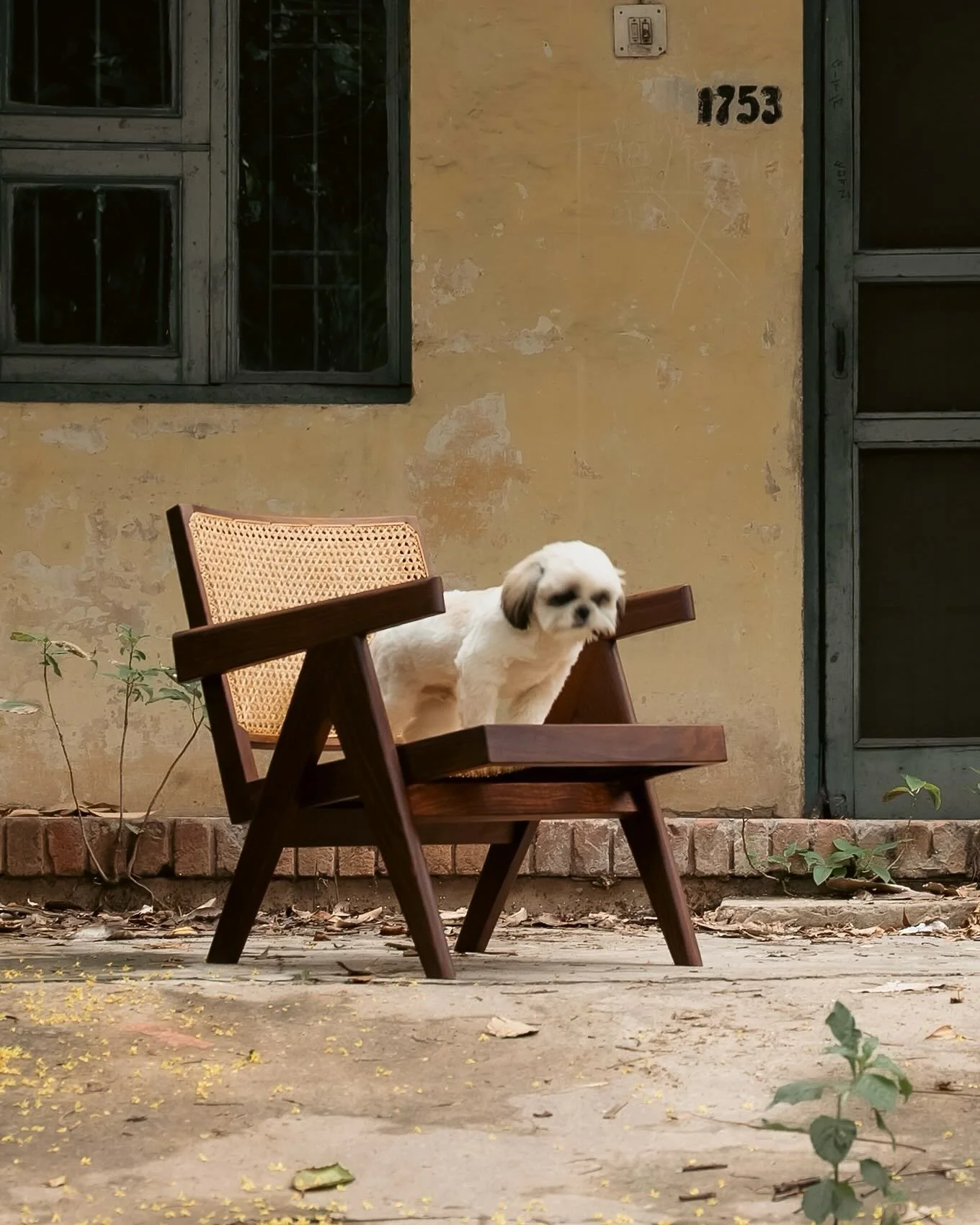 Swipe to make the cutieee jump :)

Lounge chair, designed by Pierre Jeanneret &amp; reproduced by Chandigarh Architecture Lab.

In background: House type 10J also designed by Pierre Jeanneret &amp; team.

Image credits : @studiolichi 

#pierrejeanner