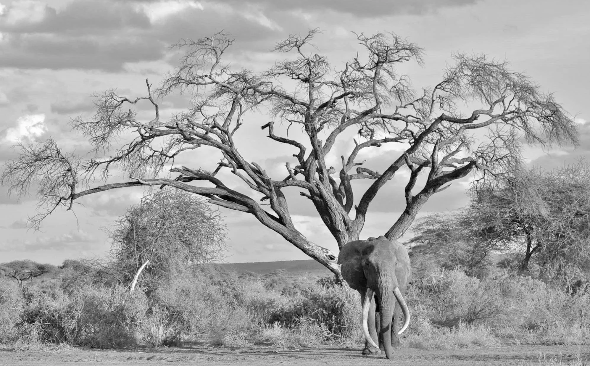 Saying goodbye to the giant, Craig - writes Zarek Cockar