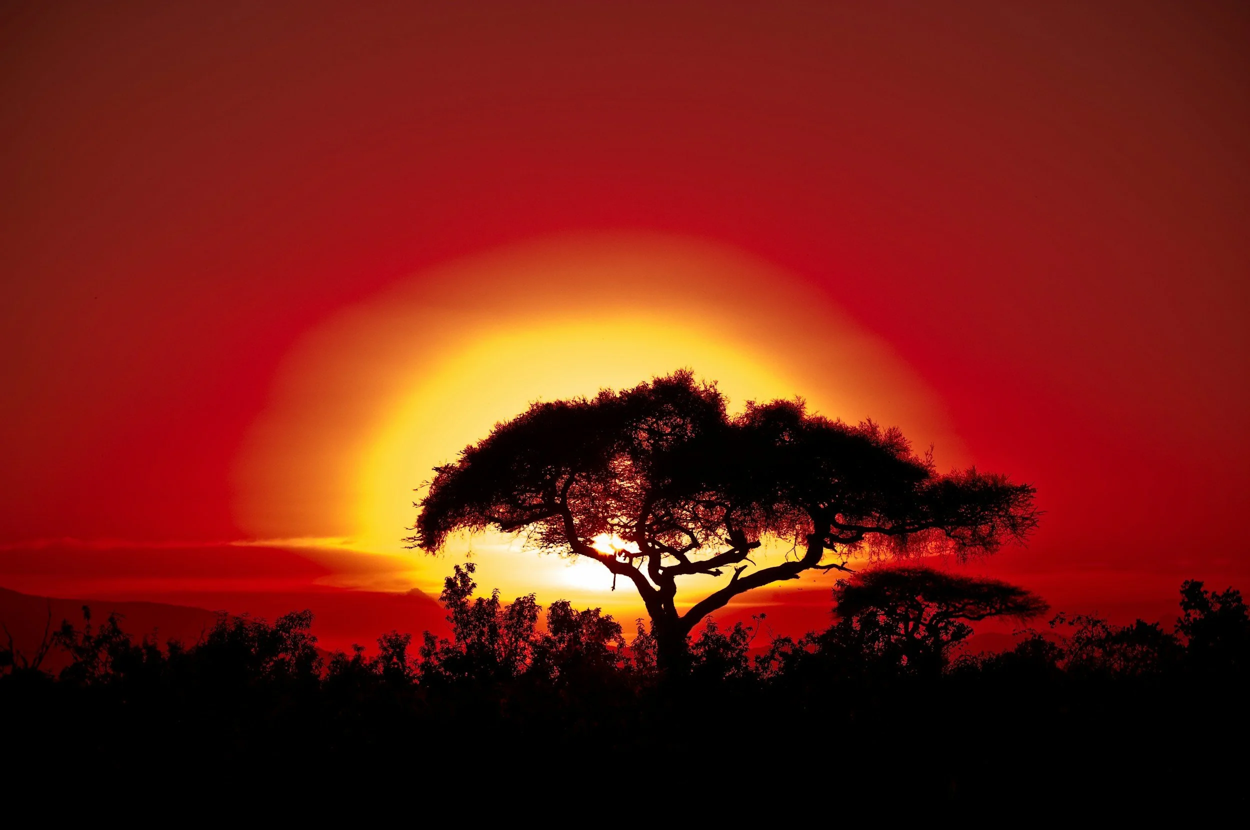 Silhouette of a large tree at sunset with a bright orange and red sky in the background.