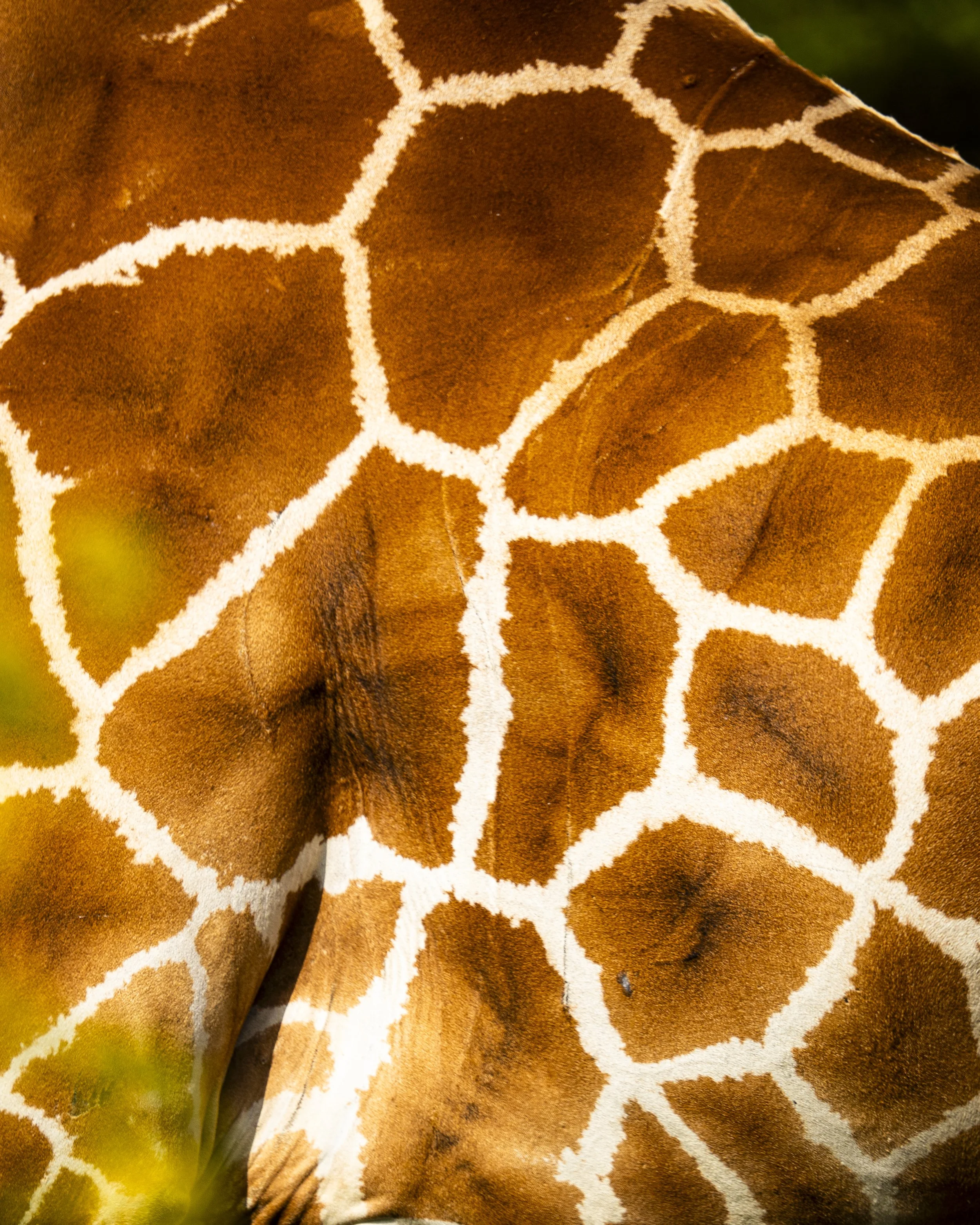 Un guide privé francophone pour votre safari en Afrique