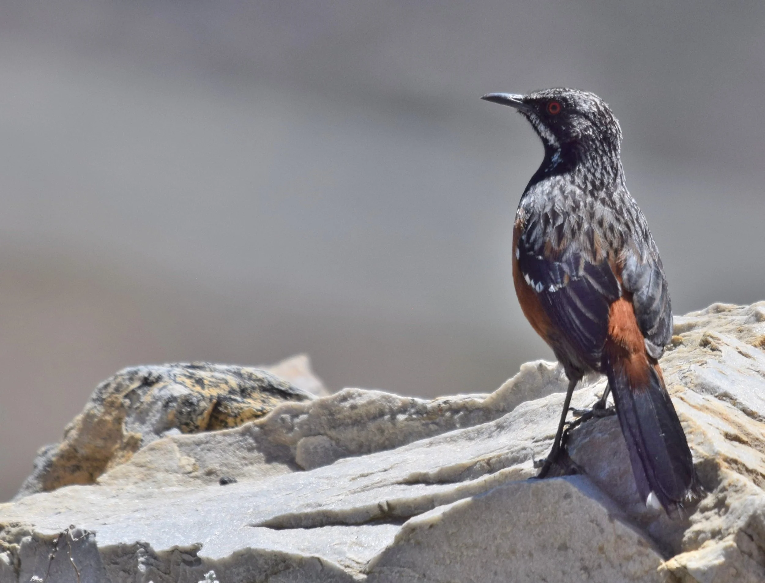 A bird with black, brown, and white feathers and red eyes standing on rocks by water.