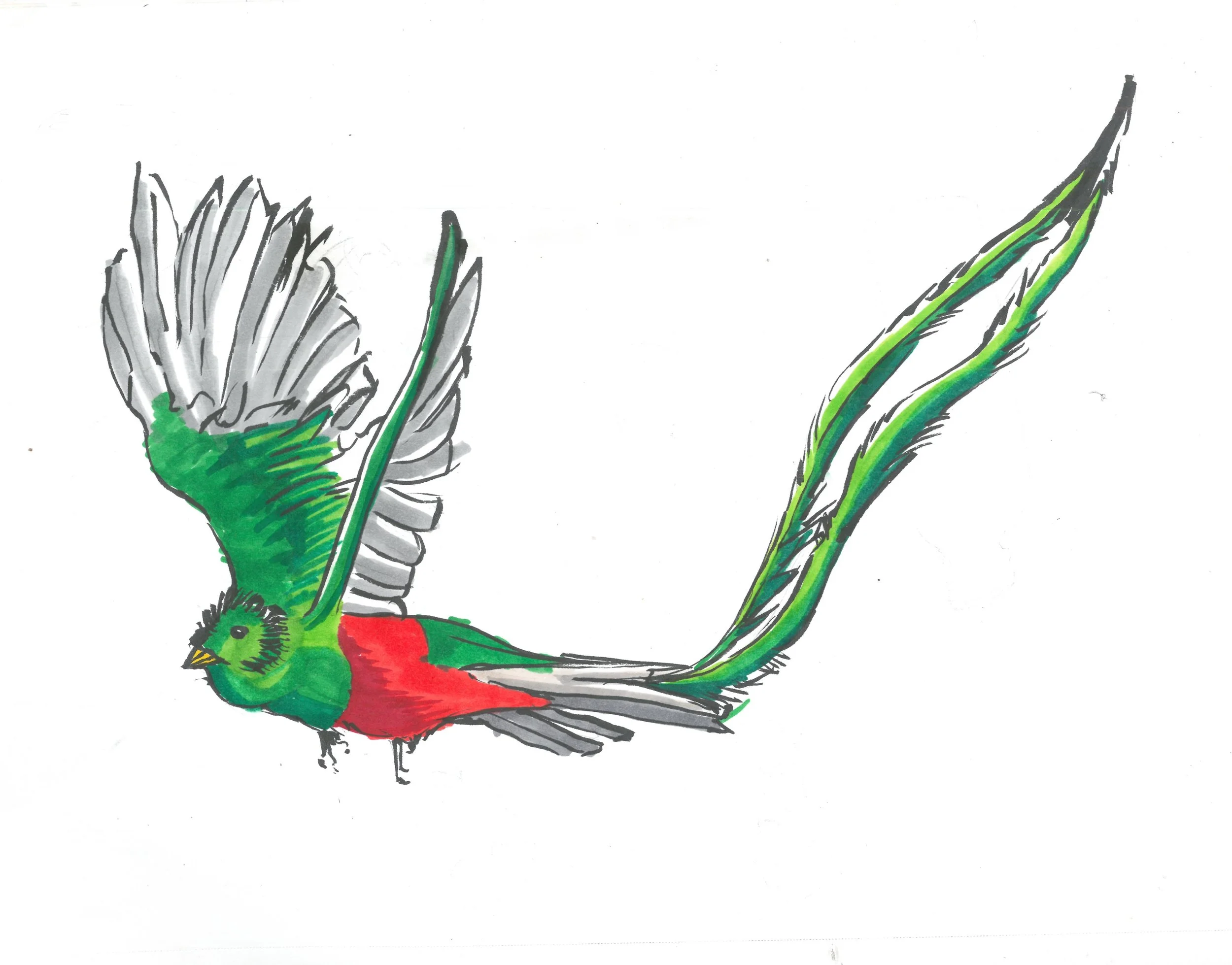 Quetzal in Flight by Dana G