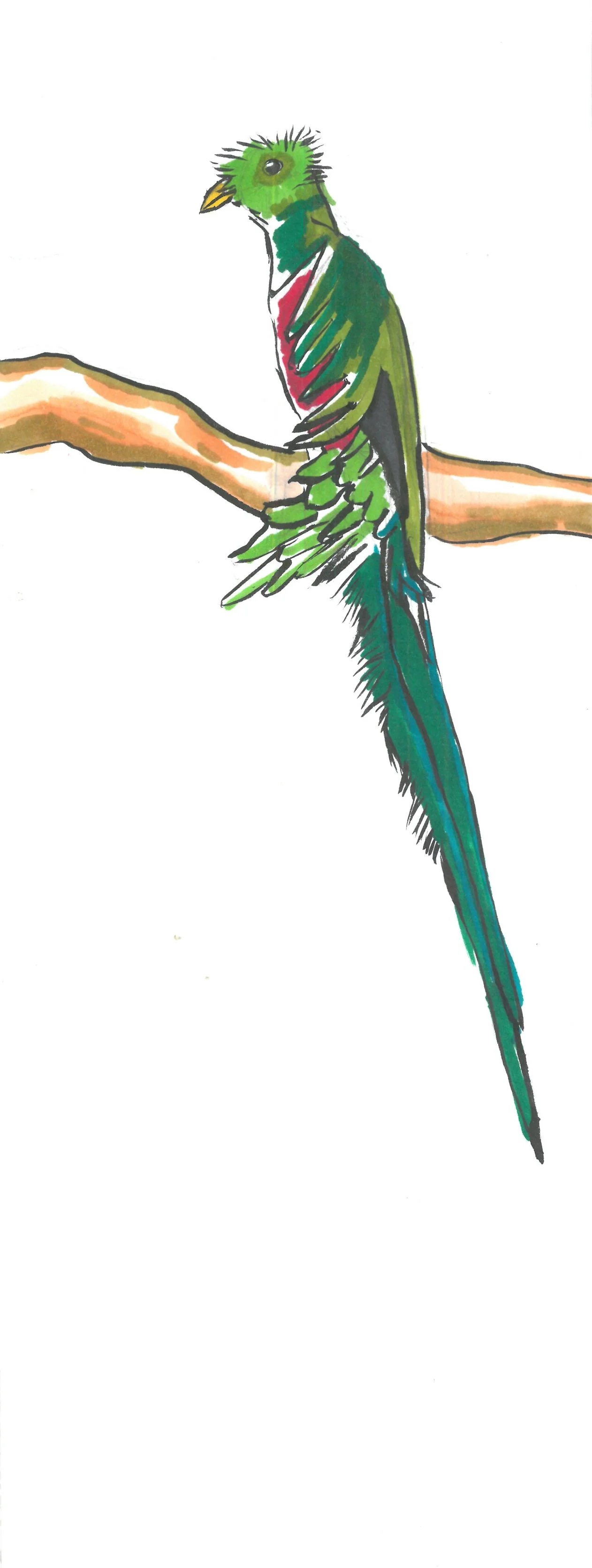 Perched Quetzal by Dana G