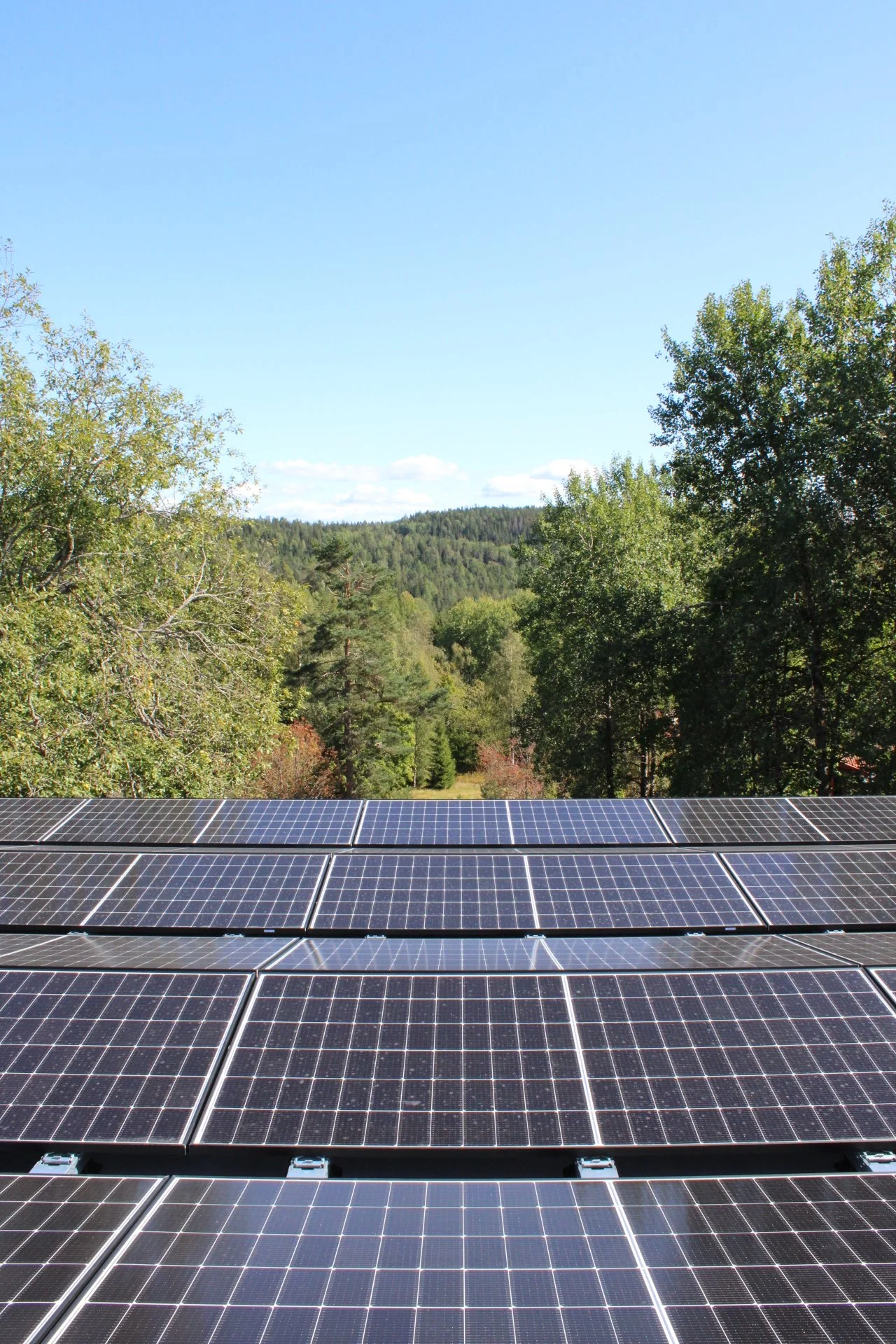 solceller og trær i skog