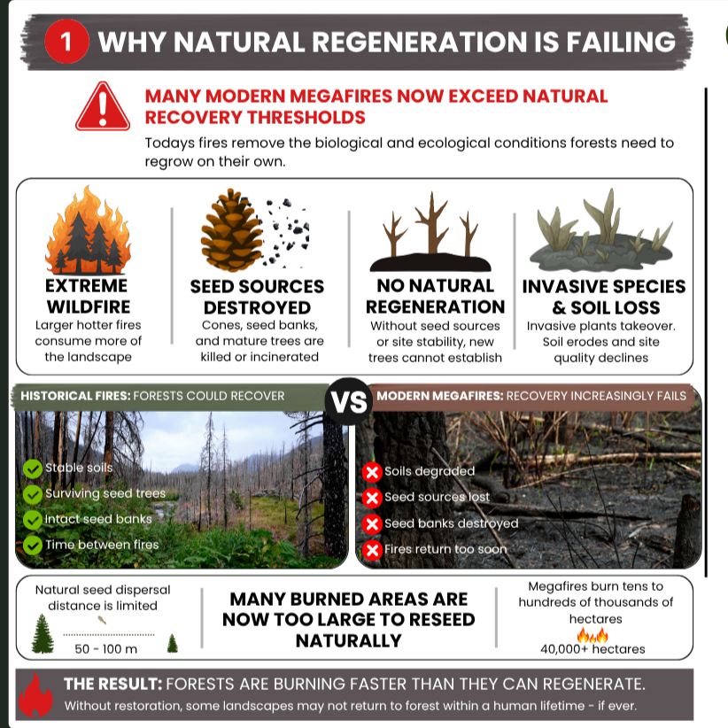 From Ashes To Action: Restoring Canada’s forests after wildfire Fact Sheet