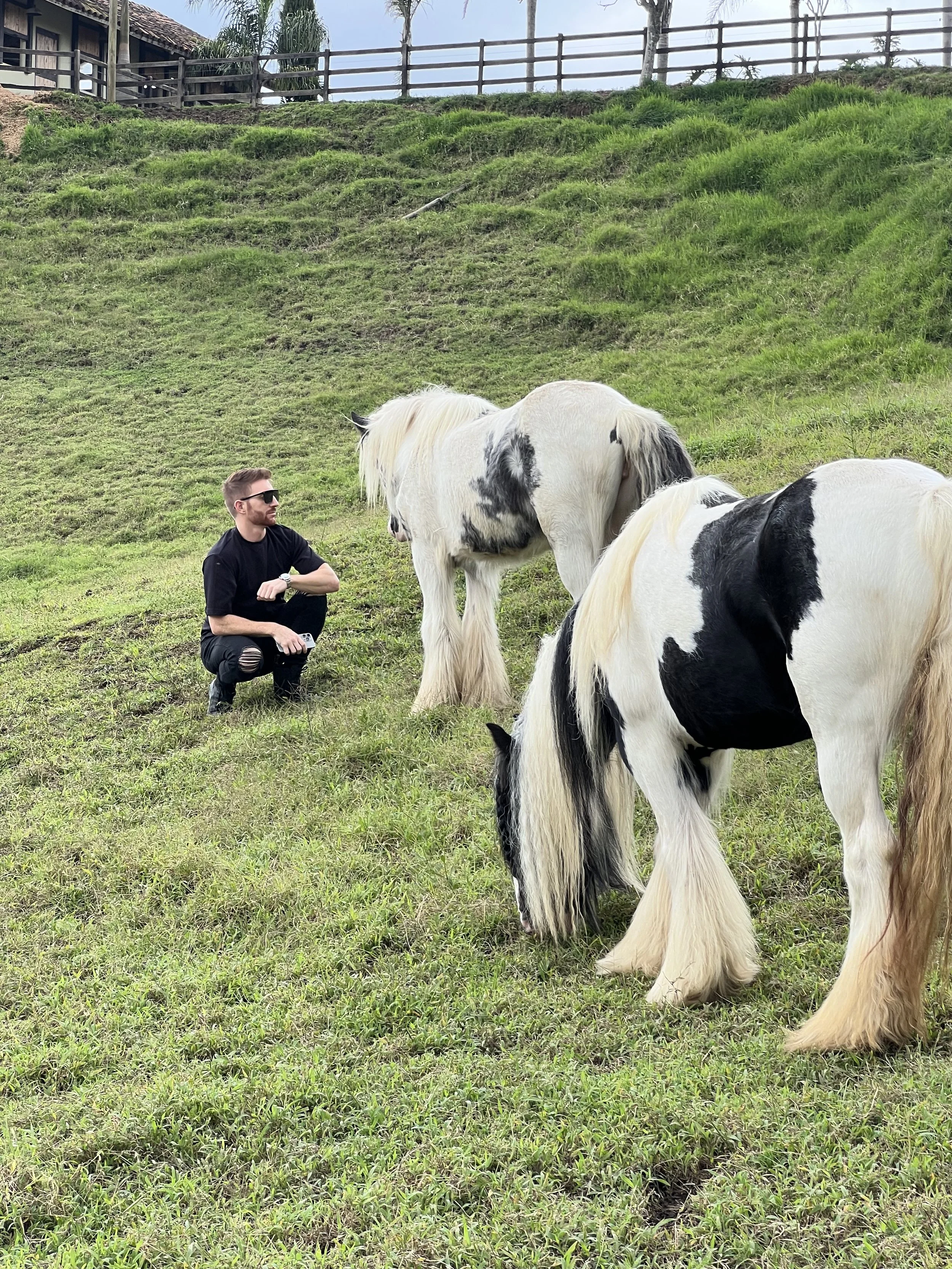 SD Horses in Medellín Colombia