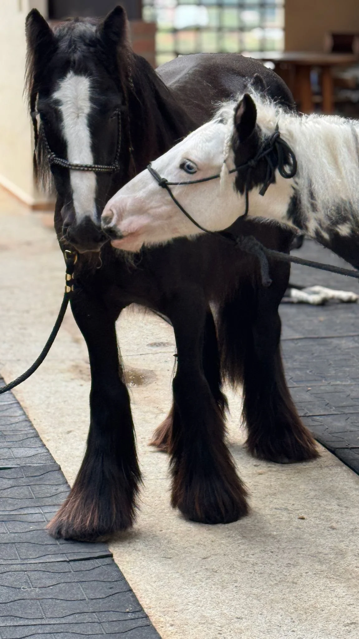 Defining the Dream: What Makes a "Proper Vanner"