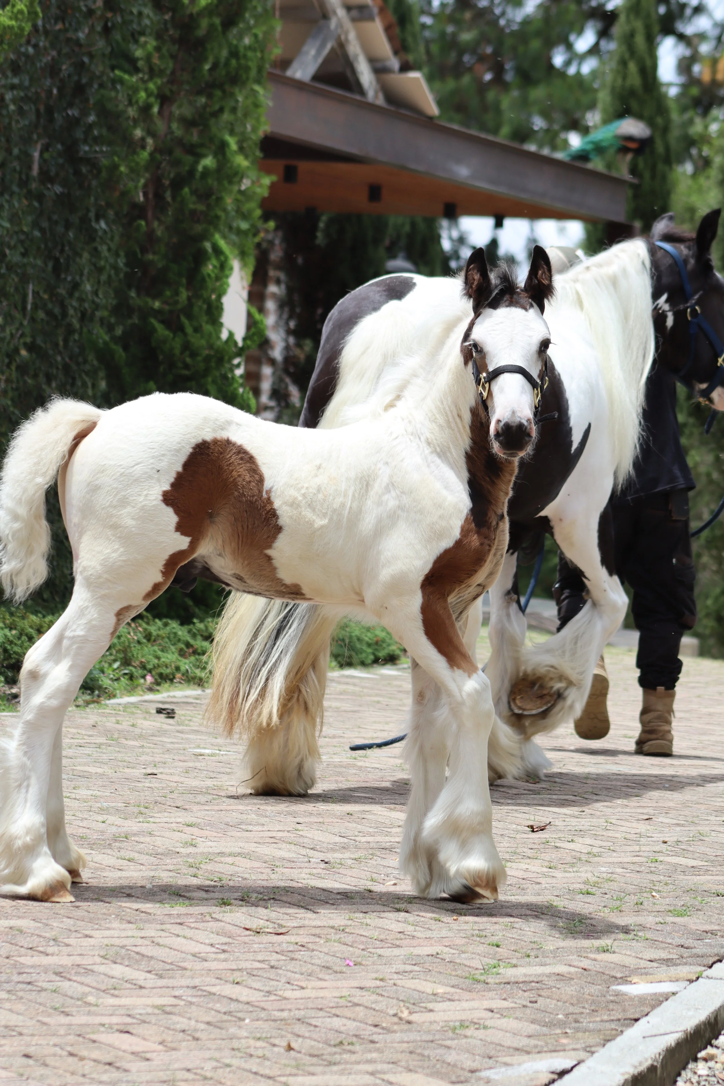 The Original Guardians of the Heritage Lines