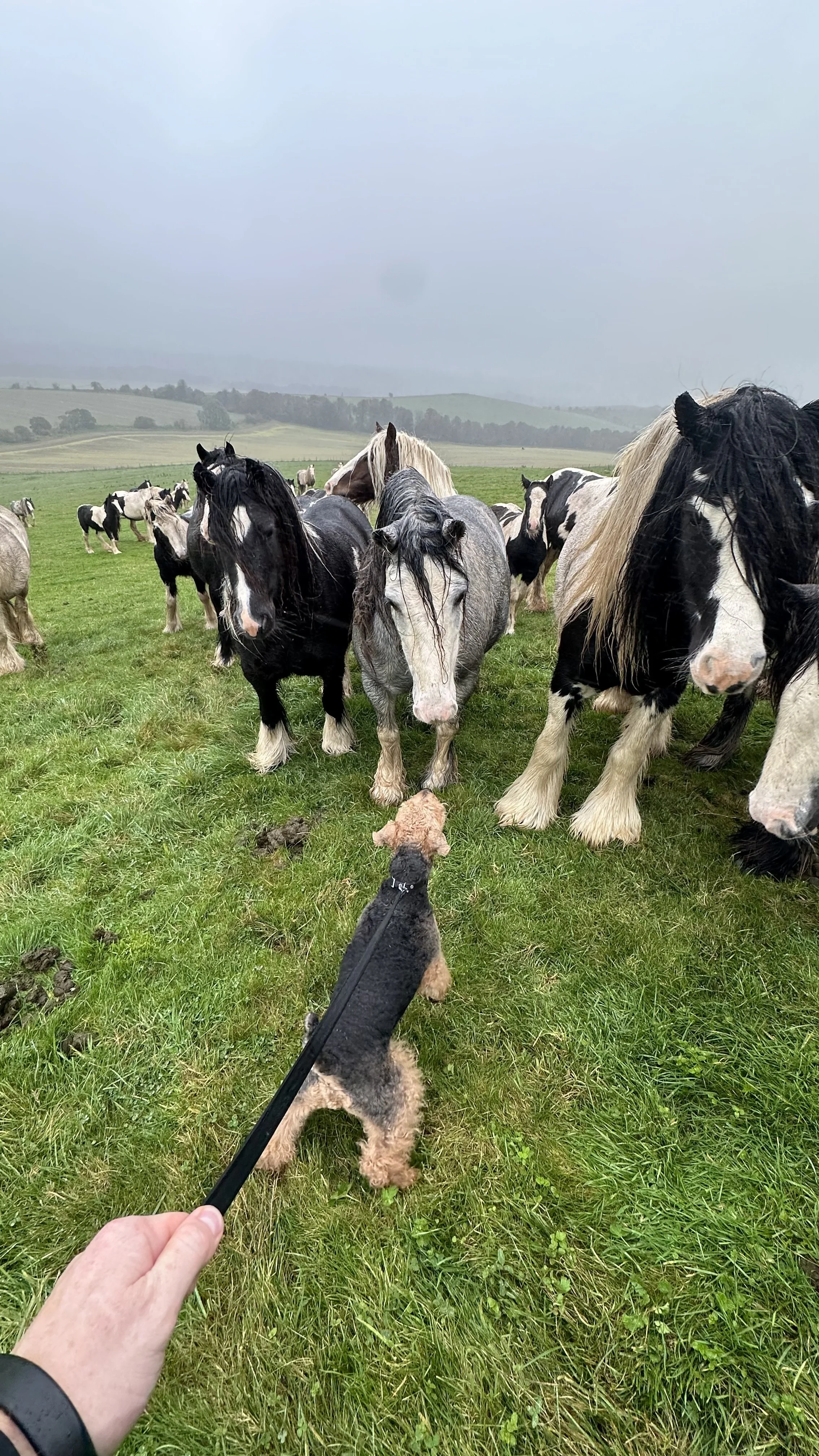 🚨 LA MUERTE DE UNA VISIÓN: POR QUÉ LA DIRECTIVA DEL 🇺🇸 GVHS DEBE RENUNCIAR 🚨