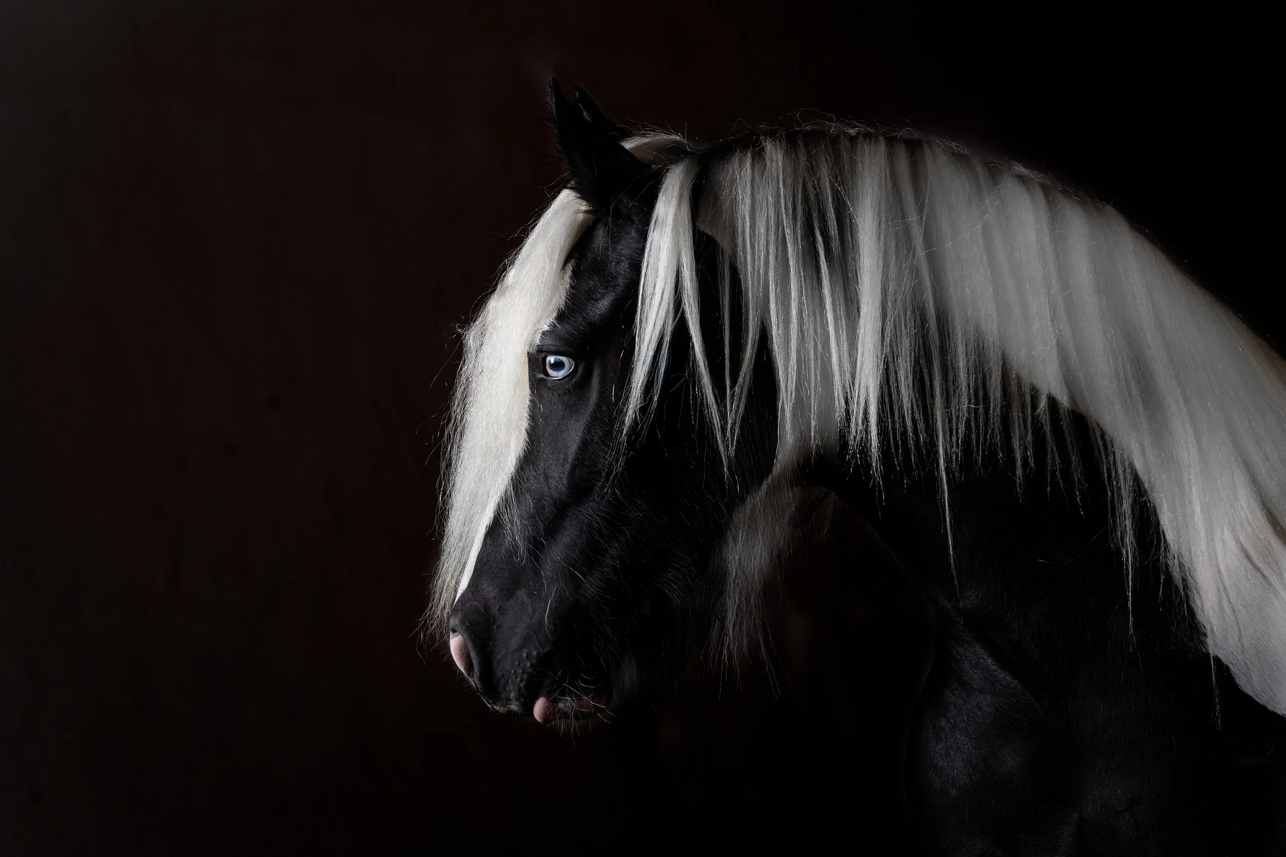 Dietary Needs and Deficiencies of The Gypsy Vanner in Colombia