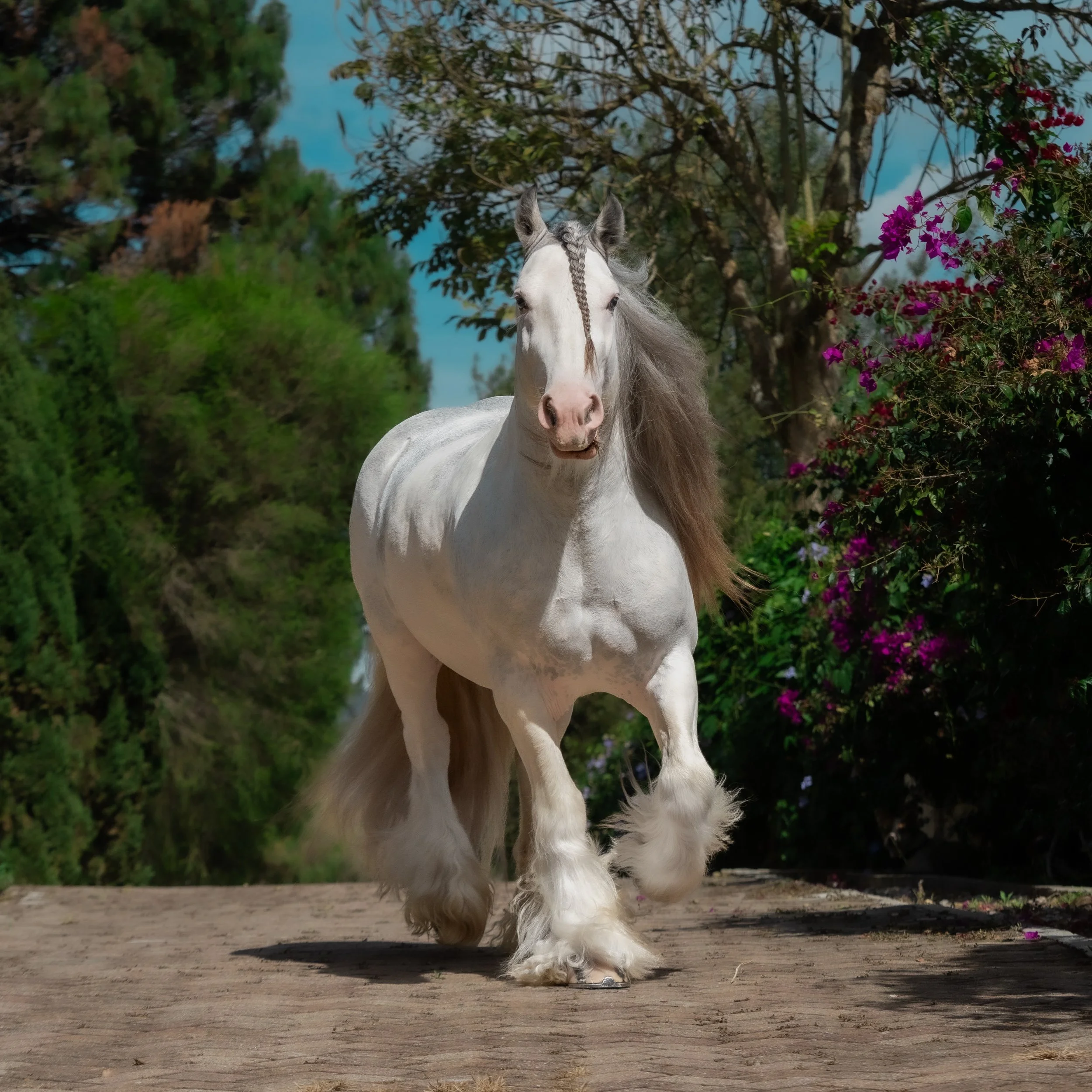 Si pudi&eacute;ramos viajar en el tiempo, encontrar&iacute;amos al Gypsy Vanner lejos de las pistas y los reflectores. Junto a las familias viajeras brit&aacute;nicas, tiraba de la pesada vard&oacute; por los caminos, trabajaba junto a los hombres du