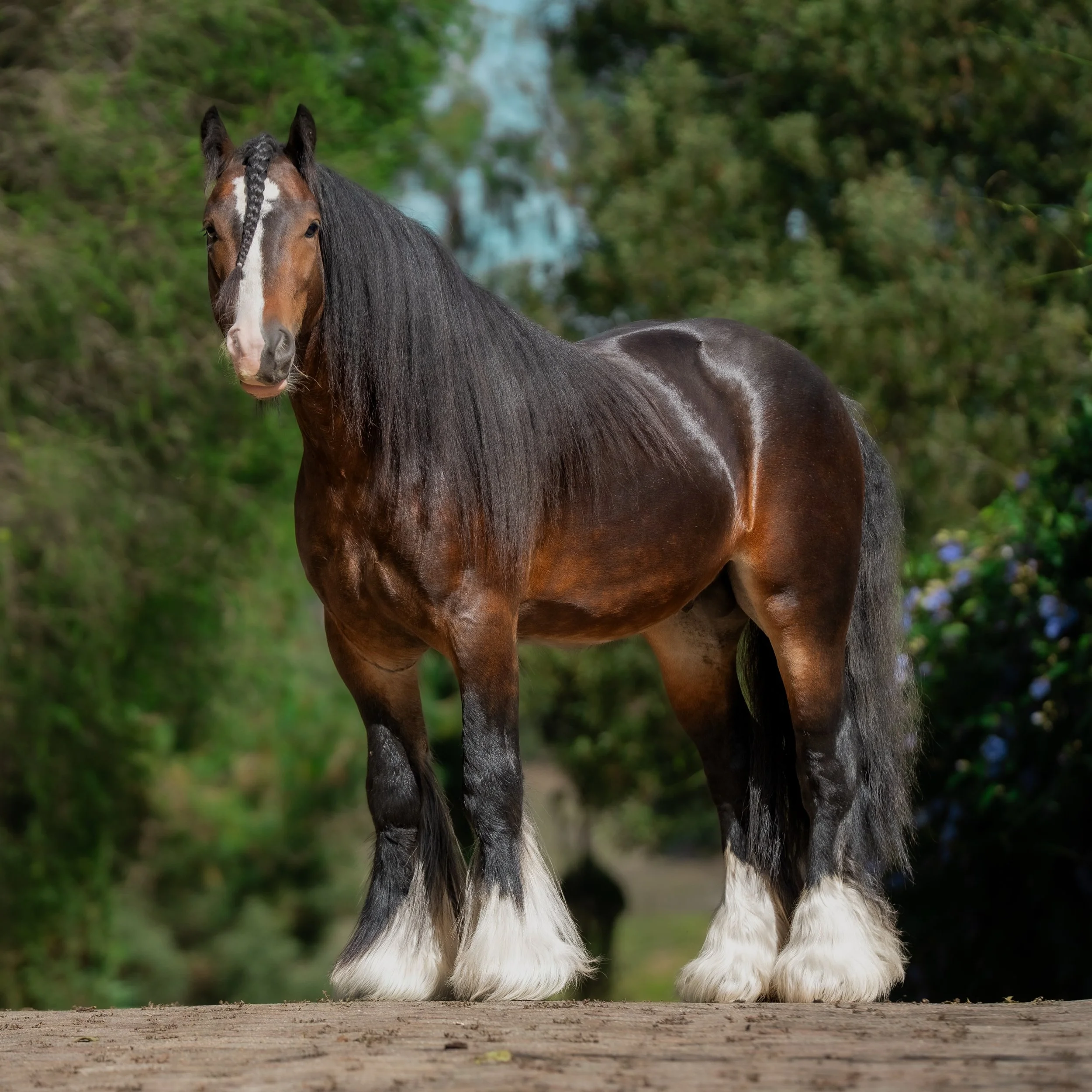 Apenas 12 manos (1,20m) y jam&aacute;s lo notar&iacute;as. Little Jimmy no es un caballo &ldquo;mini&rdquo; con enanismo como los que tanto venden los tratantes de caballos, es el resultado de 40 a&ntilde;os de selecci&oacute;n gen&eacute;tica Gypsy,