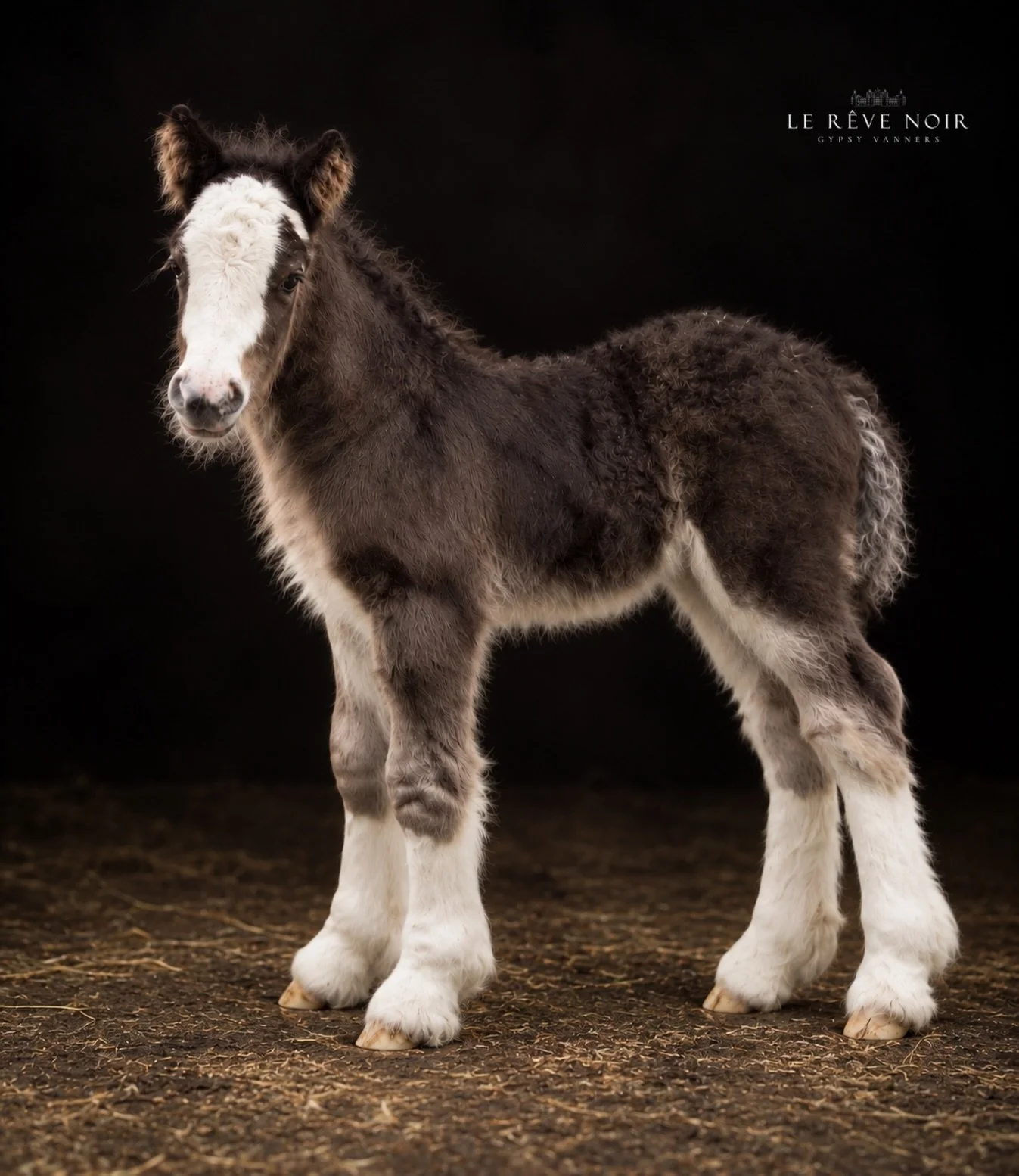 Hay momentos como criador en los que simplemente sabes que uno de tus potros nunca se ir&aacute;. Este a&ntilde;o, ella es la indicada. 🖤

Les presentamos a NOIR Teddy&rsquo;s Heritage d&rsquo;Amour, nuestra nueva potranca, hija de SD Halfeti&rsquo;