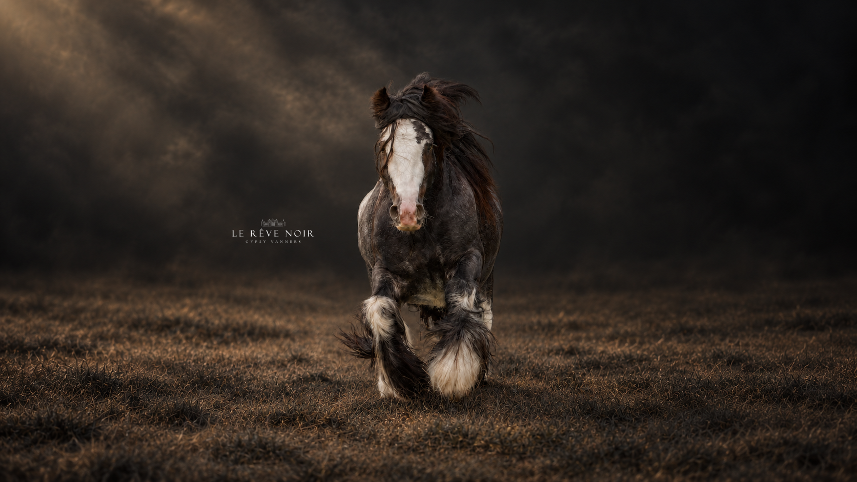 Caballo Gypsy Vanner de pelaje oscuro y cara blanca sobre fondo oscuro y brumoso.