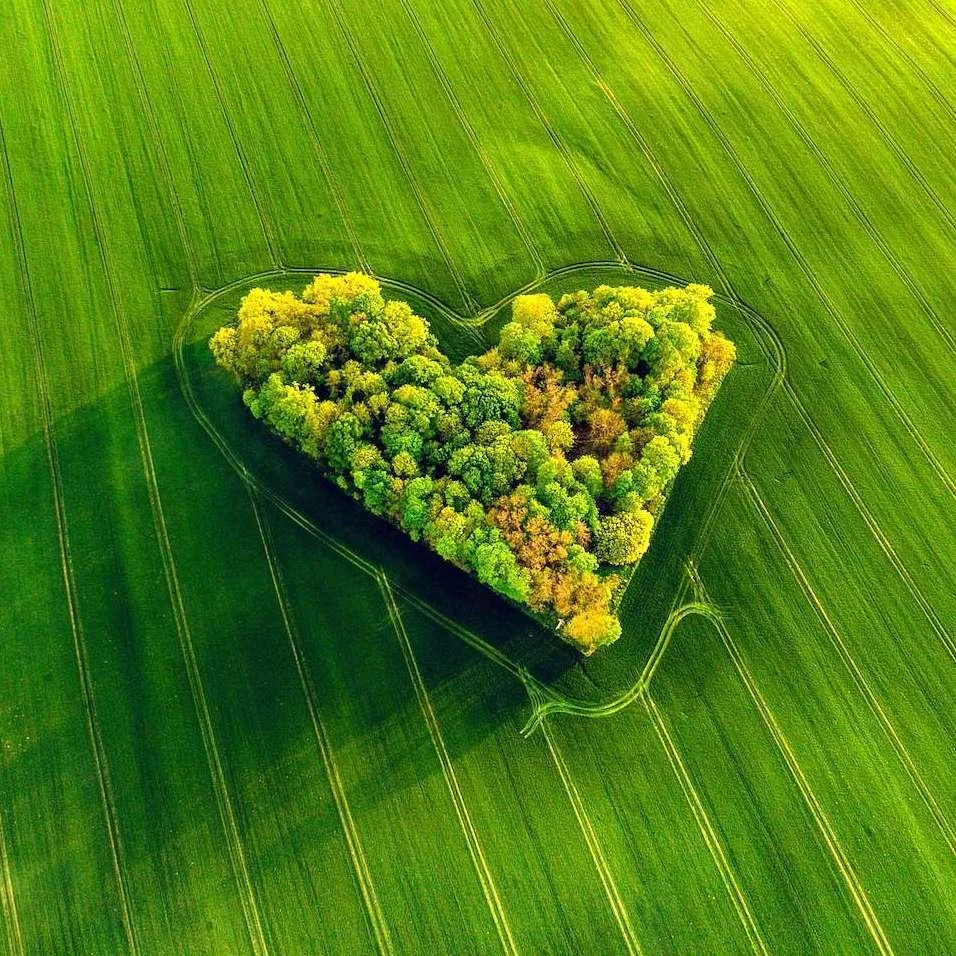 Beautiful dense forest full of coloured trees in the shape of a heart growing within a deep green field with a soft gorgeous light shining over both the field and the heart shaped forest. This is a reminder of Estonia