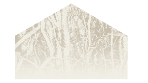 Roots: Neuropathways,
Formation, Attachement