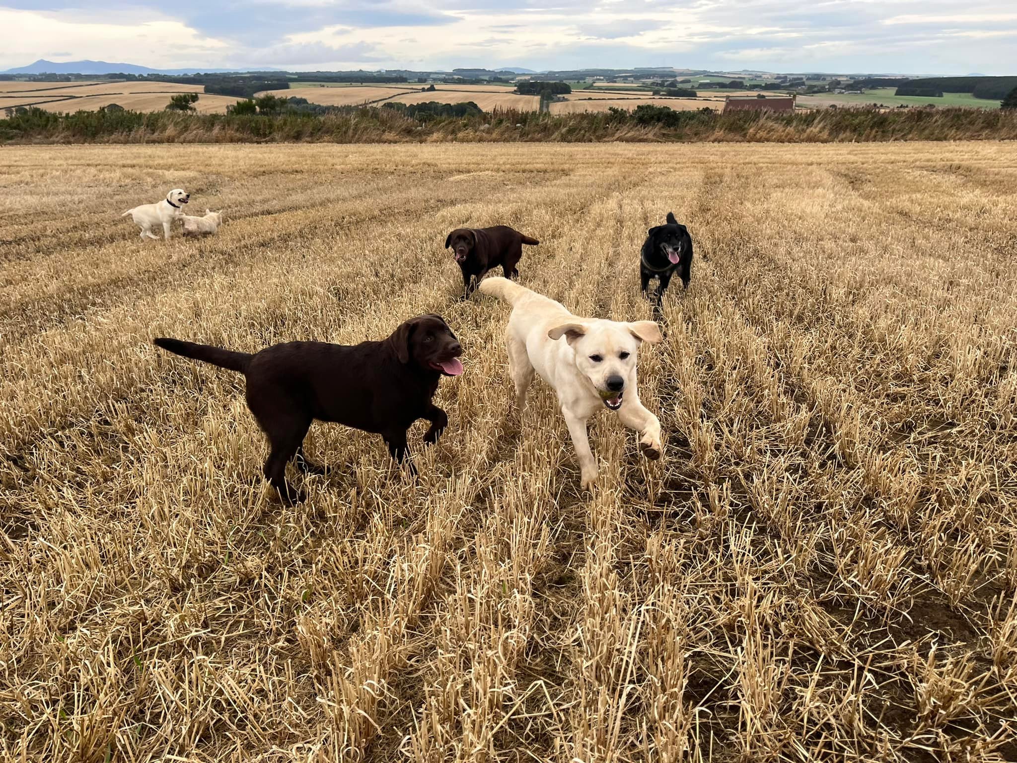 Hope everyone is having a great Sunday. Sandie, Jagger, Dana and Jo (the westie) and I met up with our pals Claire, her 2 dogs Bella &amp; Gypsy &amp; Bella (a strathhunker puppy bred by us) who belongs to our friend Danny. What fun they all had. Sle