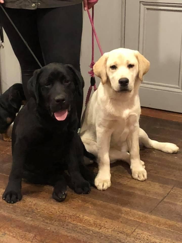 Happy birthday to Marnie &amp; Ripley. 4 today! Both beautiful girls 🐾