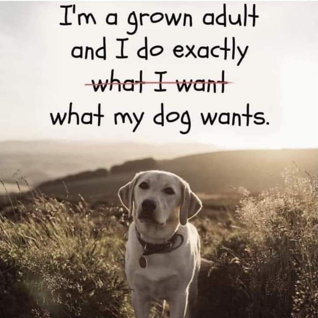 Yip