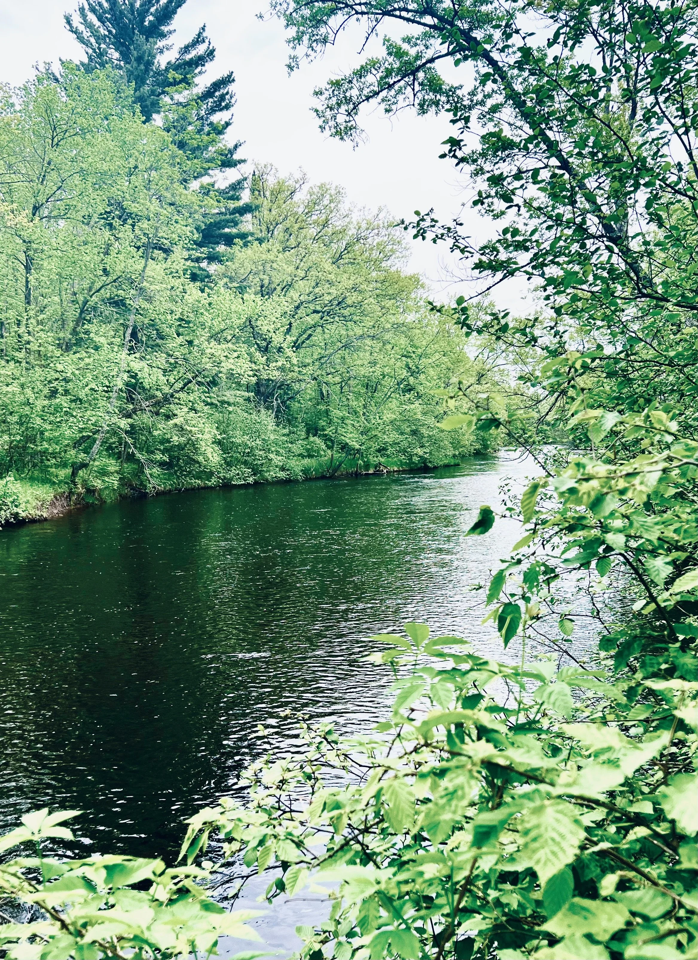 A peaceful river flowing through a lush, green forest with trees and foliage on both banks.