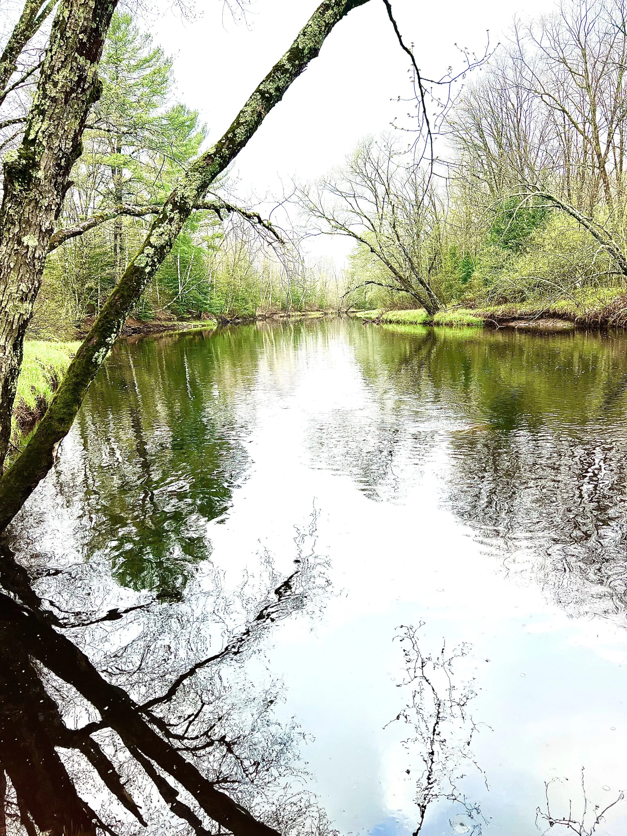 A peaceful river surrounded by trees with budding green leaves and some bare branches, reflecting in the water.