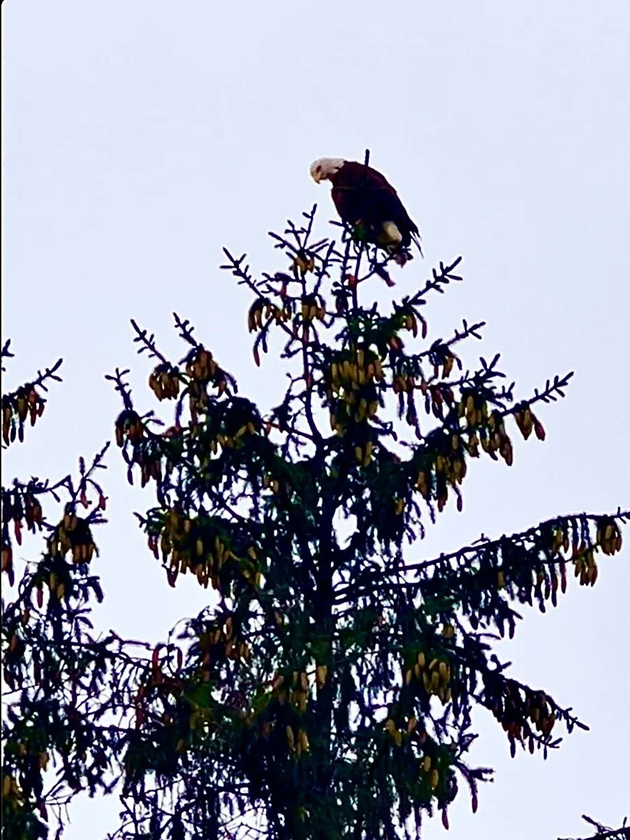 A bald eagle perched on top of a tall coniferous tree with yellow seed cones against a pale sky.