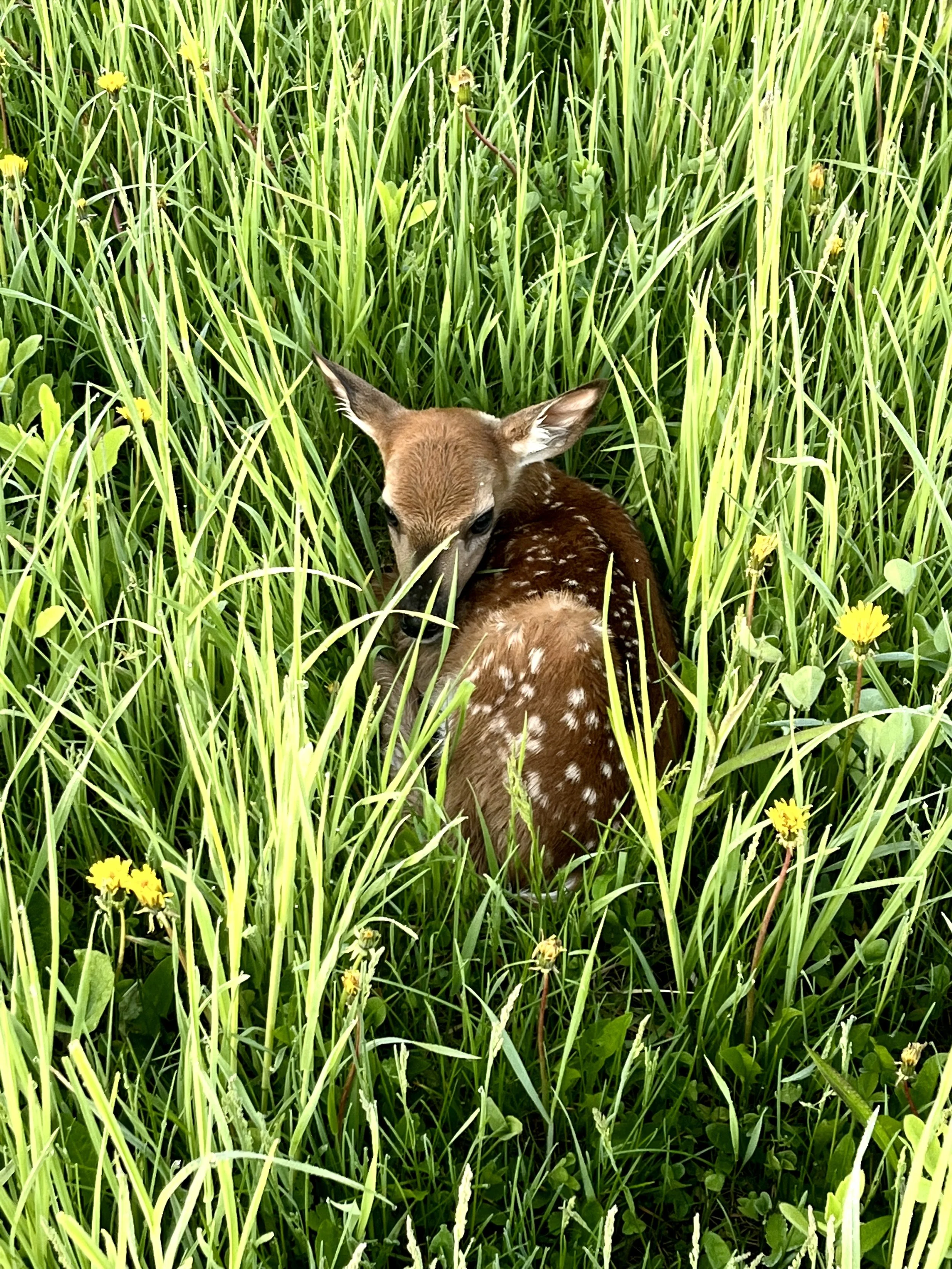 A fawn with white spots resting in tall green grass and yellow wildflowers.