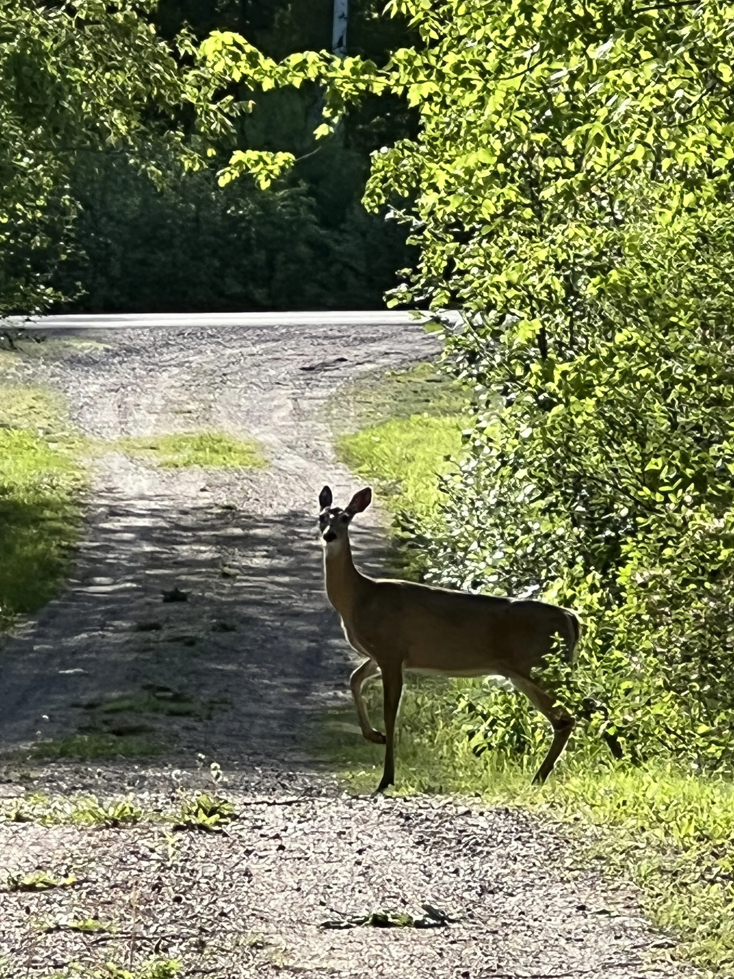 Deer standing on a gravel path surrounded by green trees in a wooded area.