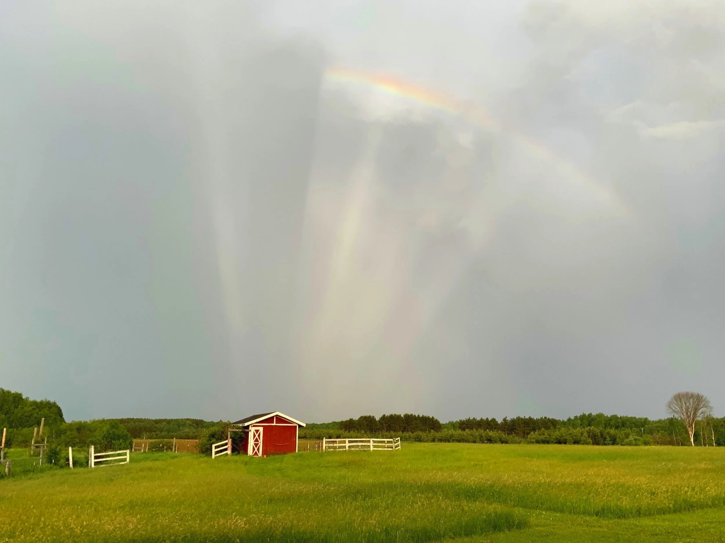 A rainbow in a cloudy sky over a green field with a red barn and white fences.