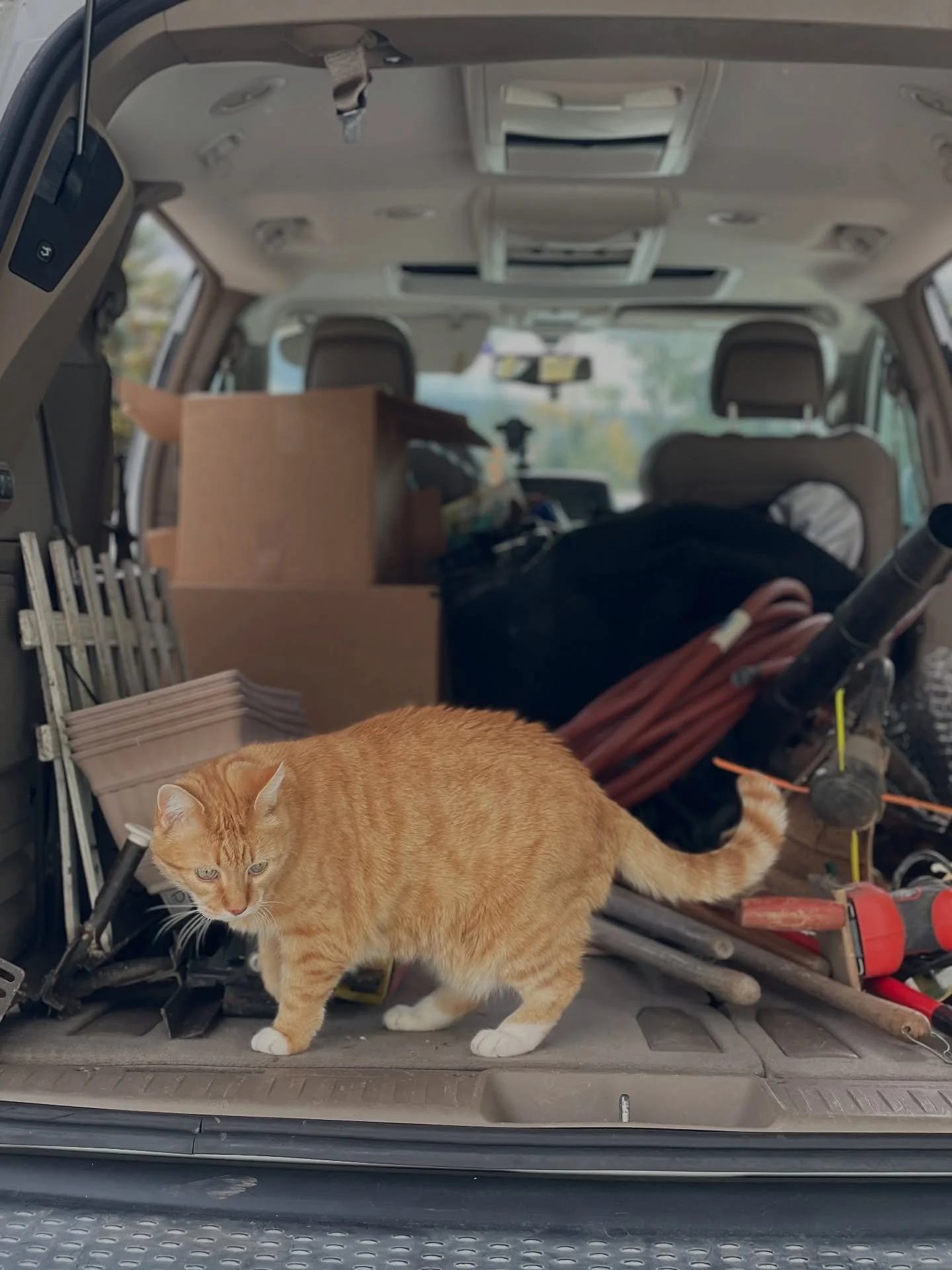 My new friend Ernie was checking out the declutter as I was loading out today. 🐈 Approved!

His Mom and I had fun decluttering and reorganizing her storage shed. It continues to delight me how much can happen in a short amount of dedicated time. 💪 