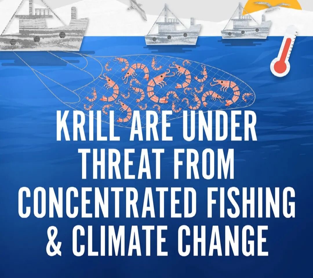 11th August- We are celebrating World Krill Day!!!

-Krill are an essential food sources for many Southern Ocean Predators (penguins, seals &amp; rebounding whale populations).
-Even species that don't eat krill prey on animals they do.
-They provide