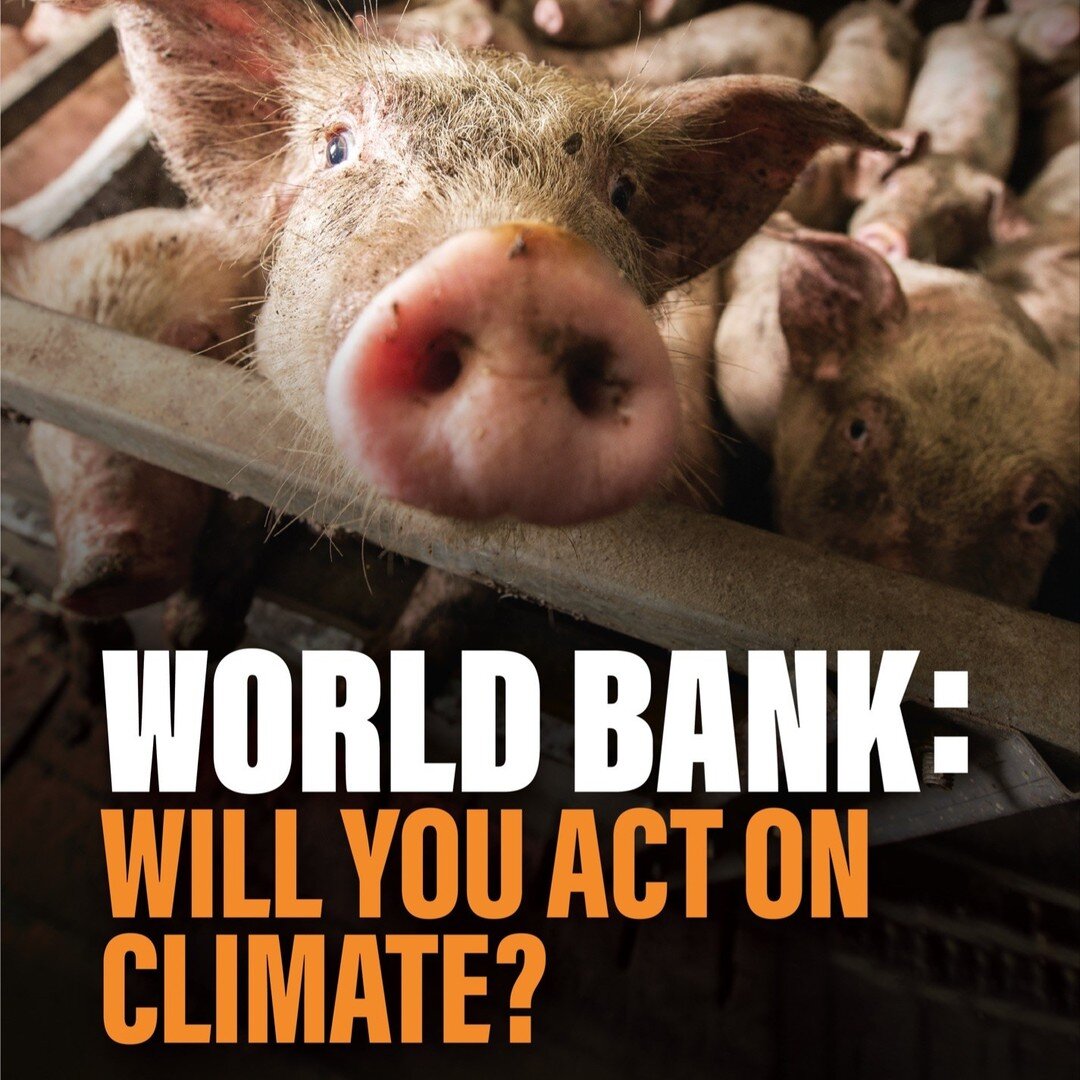 The climate crisis was at the top of the agenda for this year&rsquo;s The World Bank meetings. We must make sure WB president nominee Ajay Banga stands up for real climate action to #StopFinancingFactoryFarming.