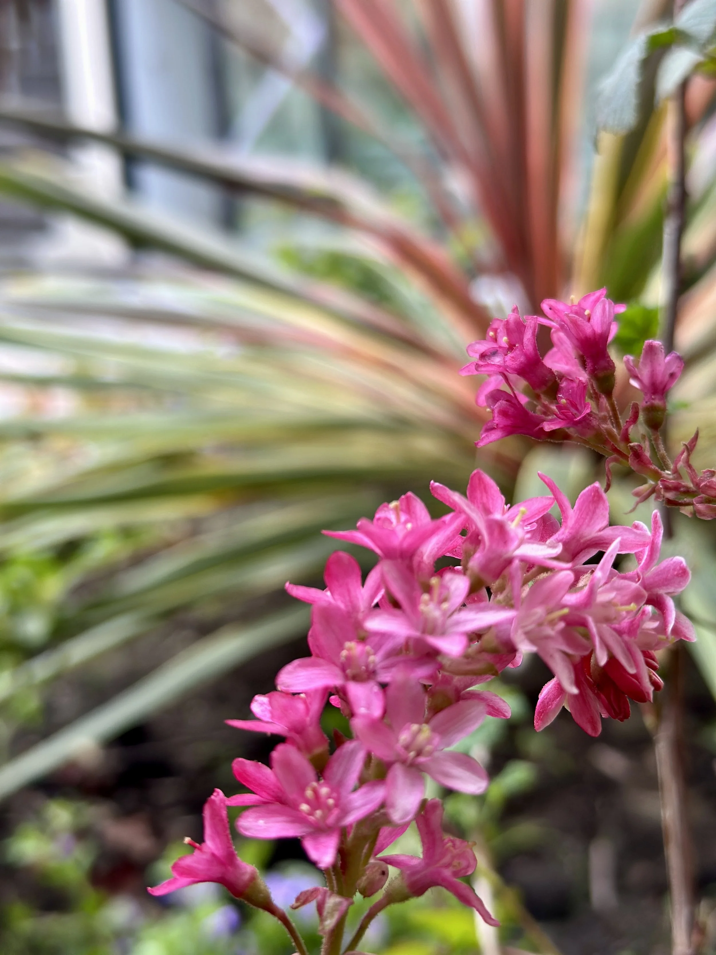 Ribes s. in bloom.jpg