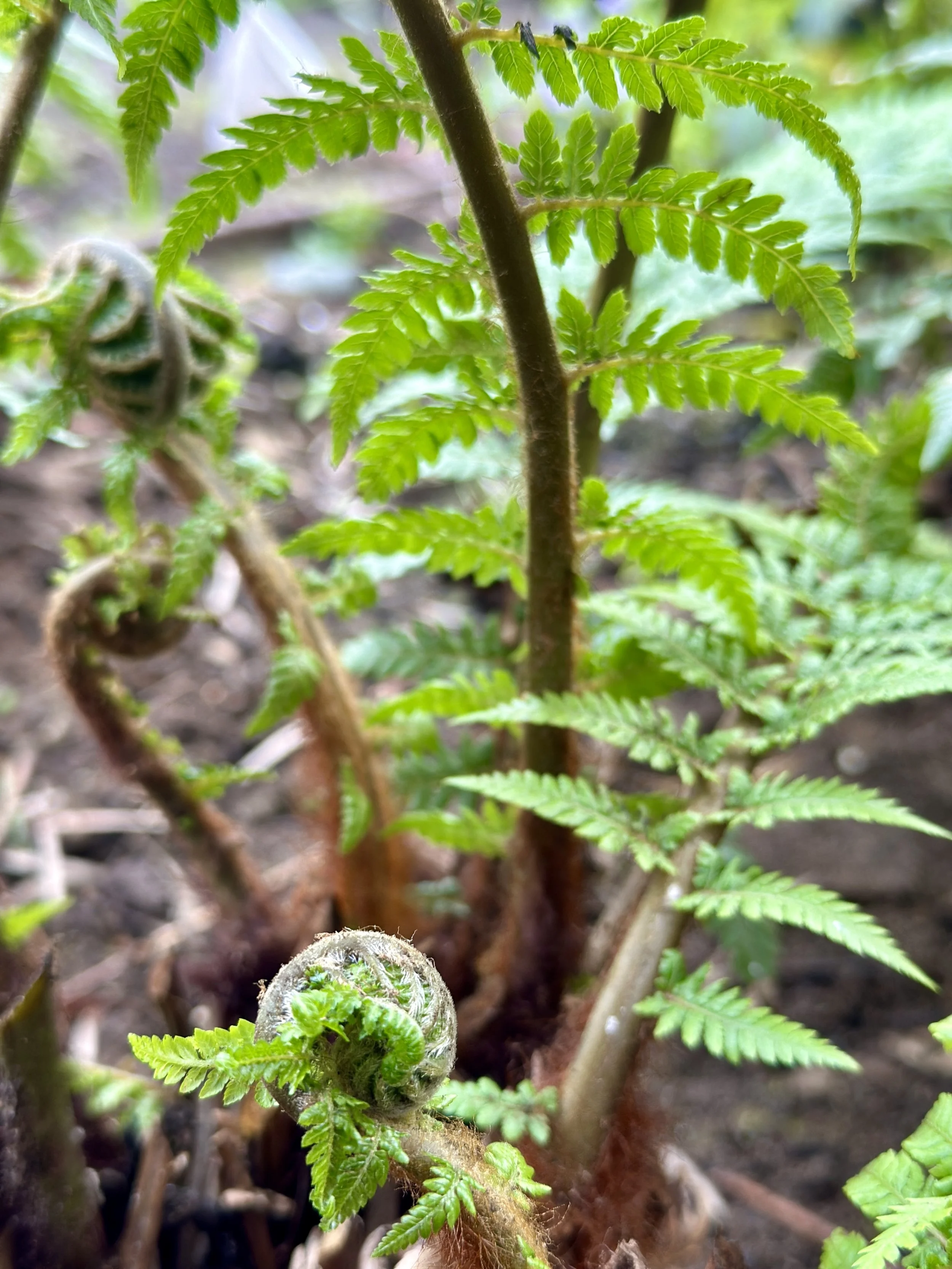 Tree fern new fronds.jpg