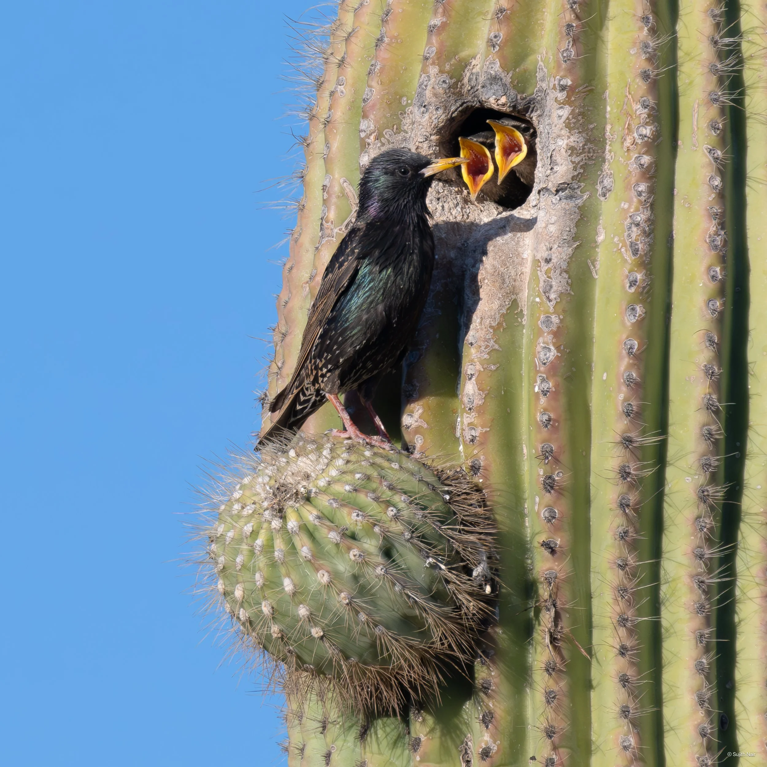 A bird, likely a European Starling, feeding its chicks at a nest inside a cactus plant.