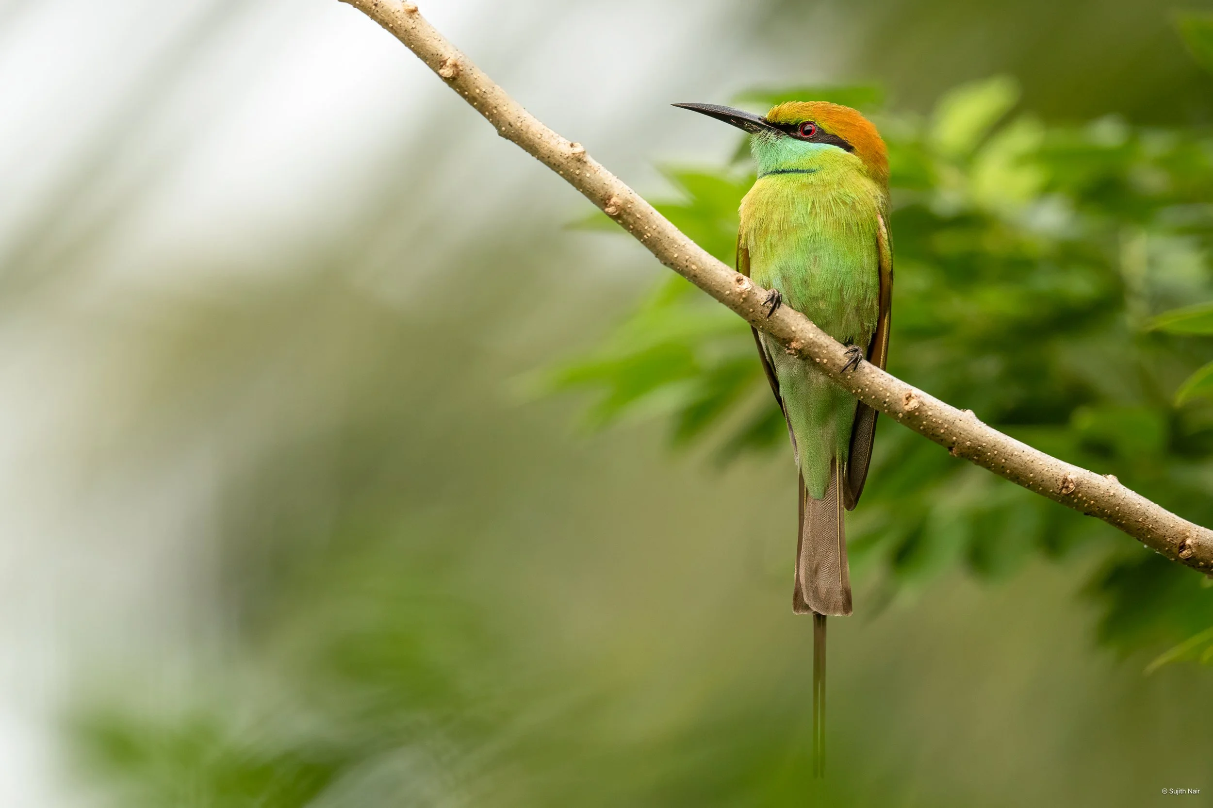 A colorful bird perched on a thin diagonal branch with green foliage in the background.