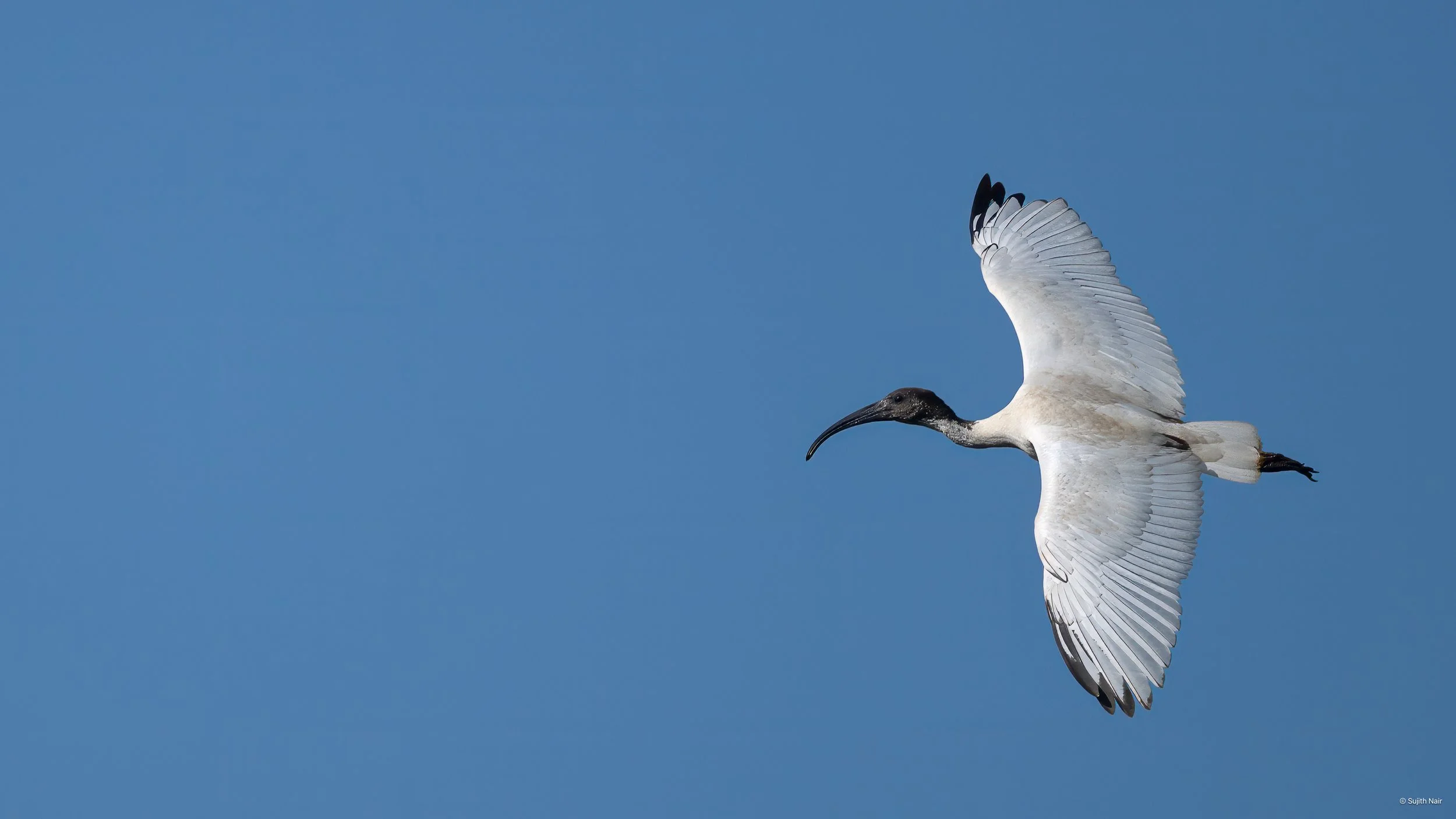 A HE bird flying in the sky with its wings spread wide and a long, curved beak