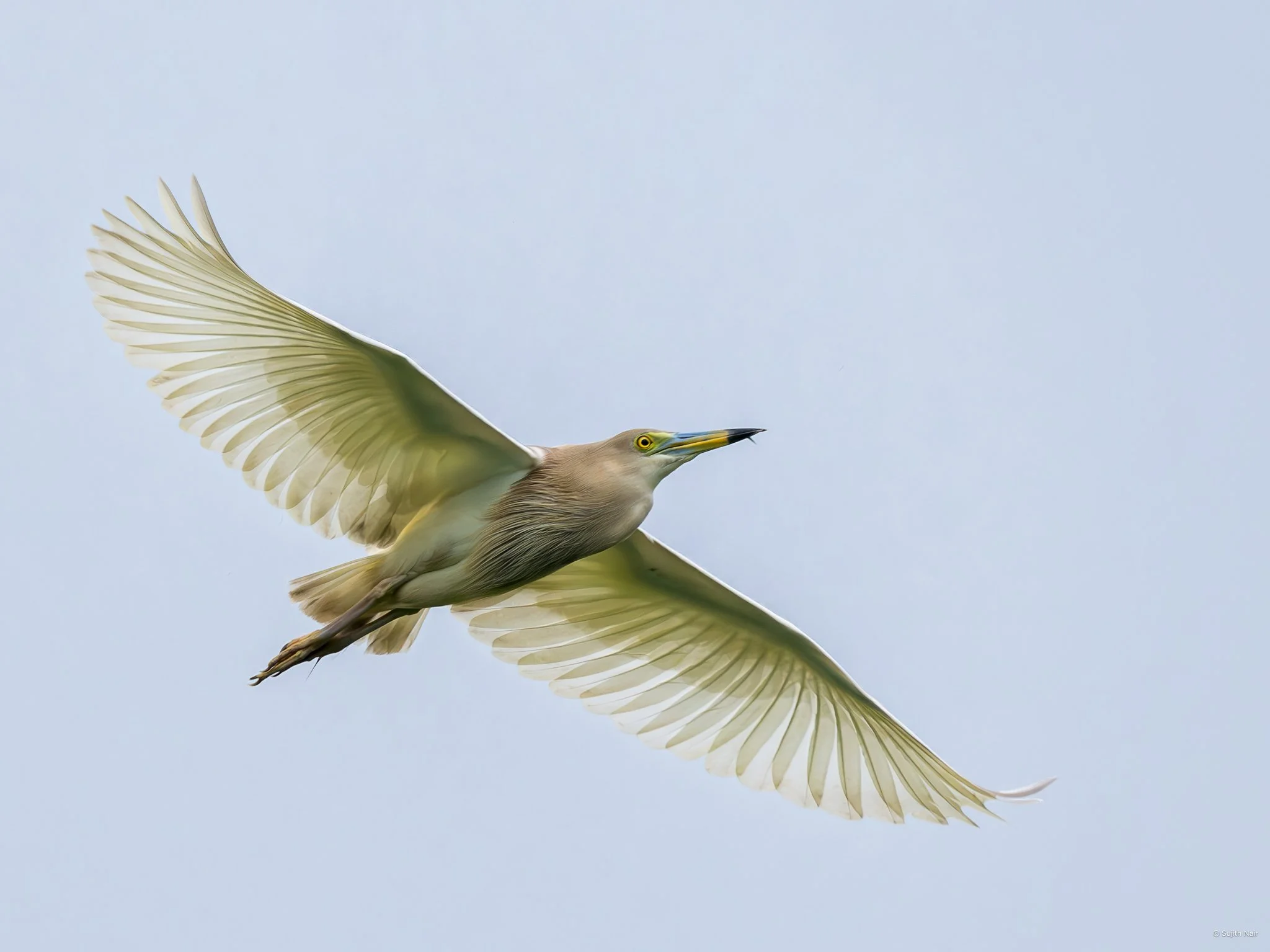 A heron soaring in the sky with wings fully extended.