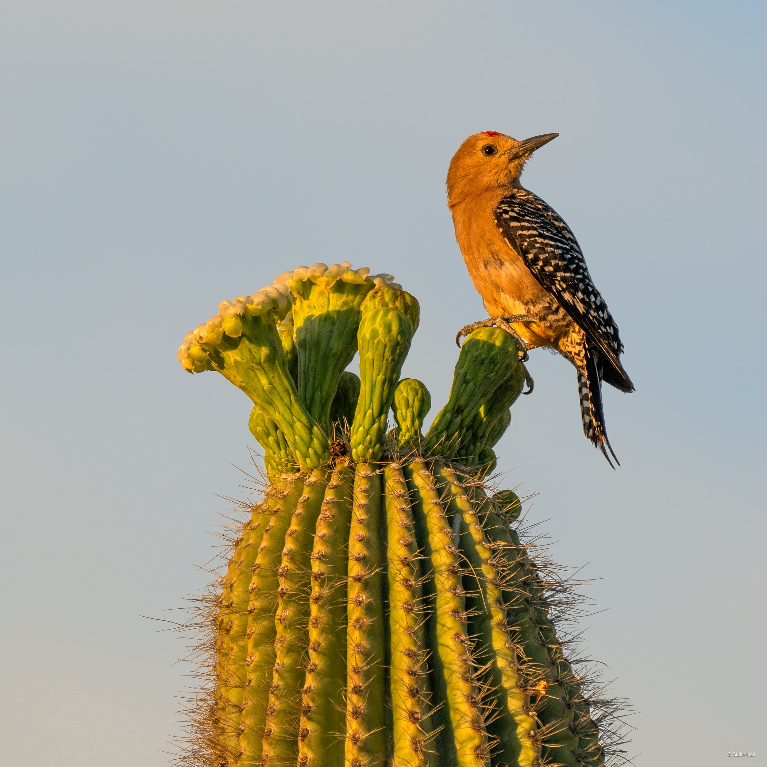 A woodpecker perched on top of a tall, green cactus with a light blue sky in the background.
