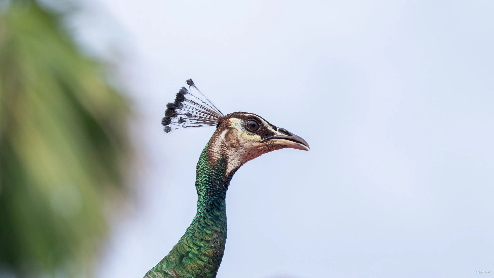 A peacock with a human-like face, featuring a bird's beak and colorful neck feathers, looks to the right against a light blue sky.
