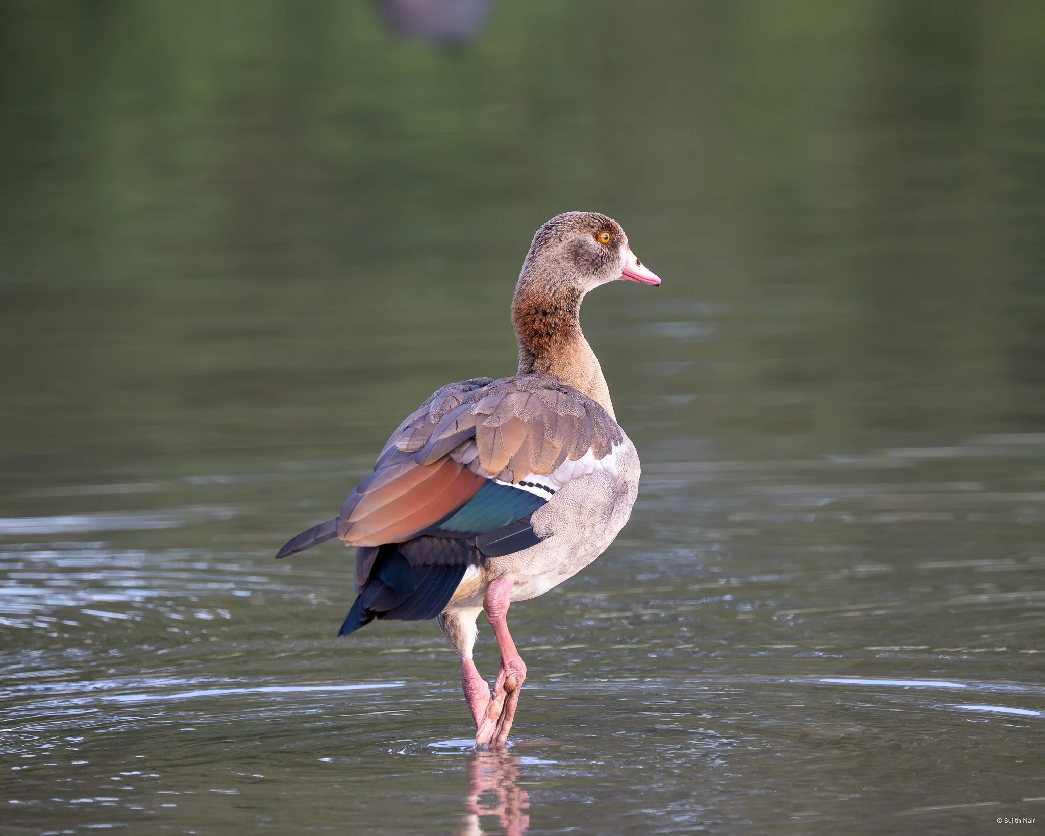 A close-up of an Egyptian goose standing in shallow water.