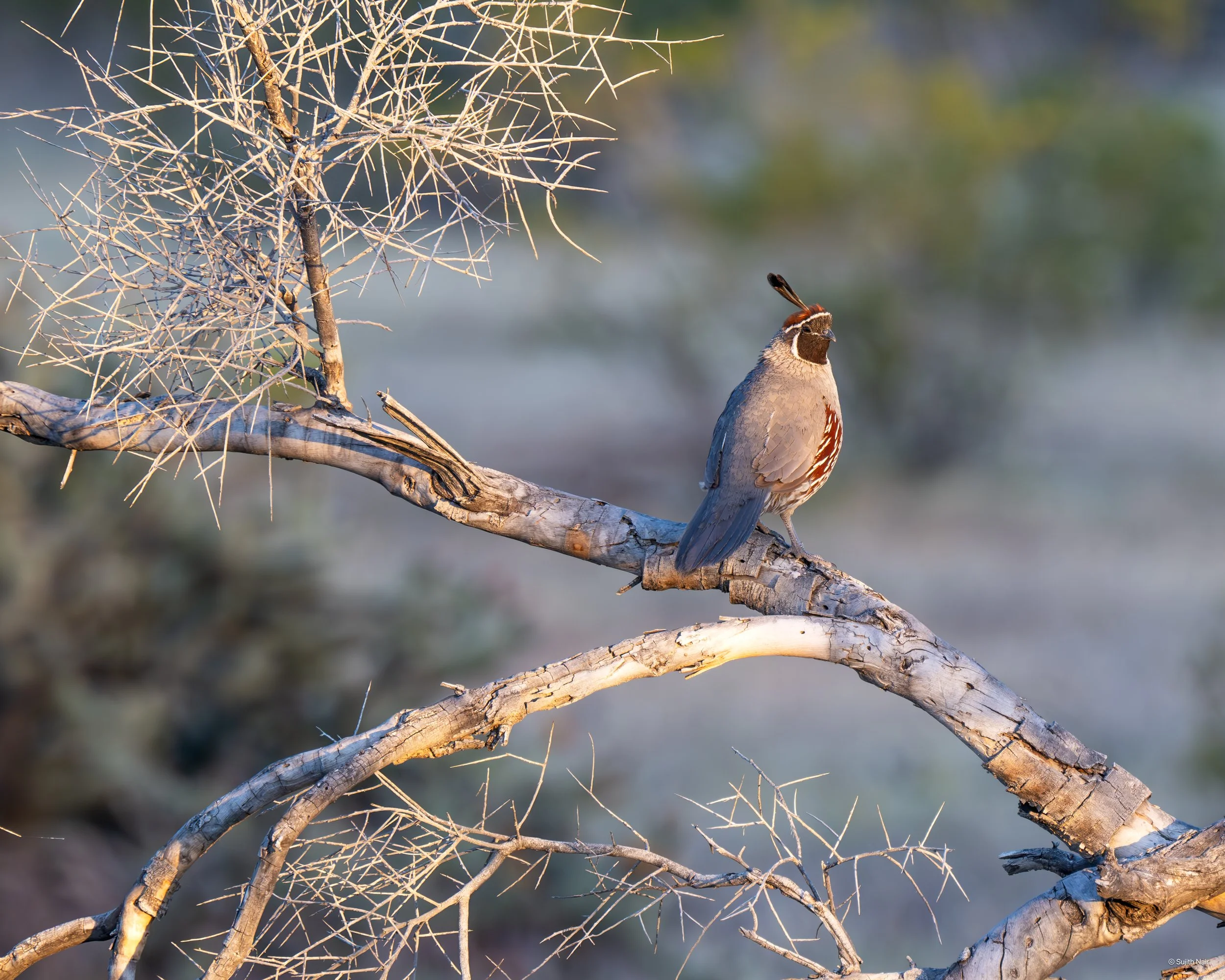 A bird sitting on a dry, twisted tree branch with spiky, leafless twigs, in a natural setting with blurred background.