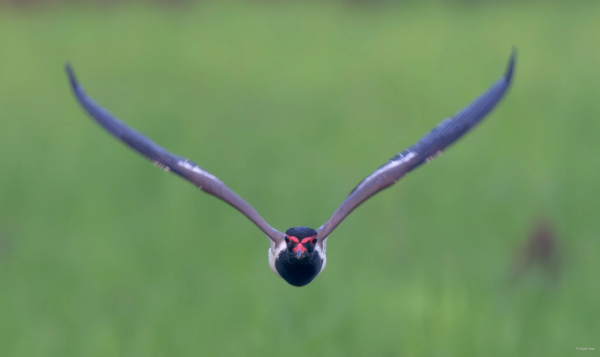 A bird in flight with wings spread wide, flying towards the camera, with a blurred green background.
