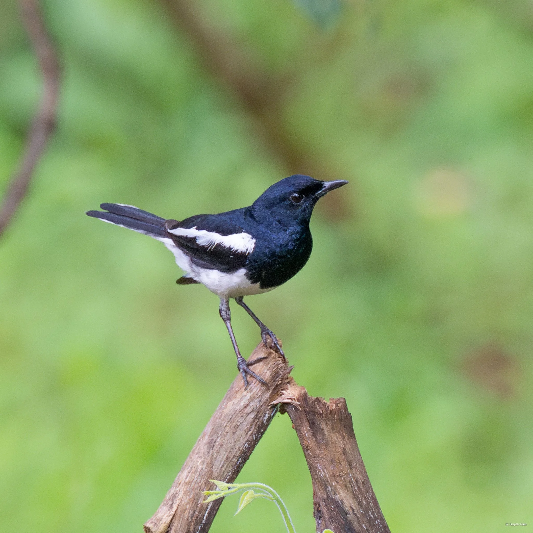 A small black and white bird perched on a broken tree branch, with a blurred green background.