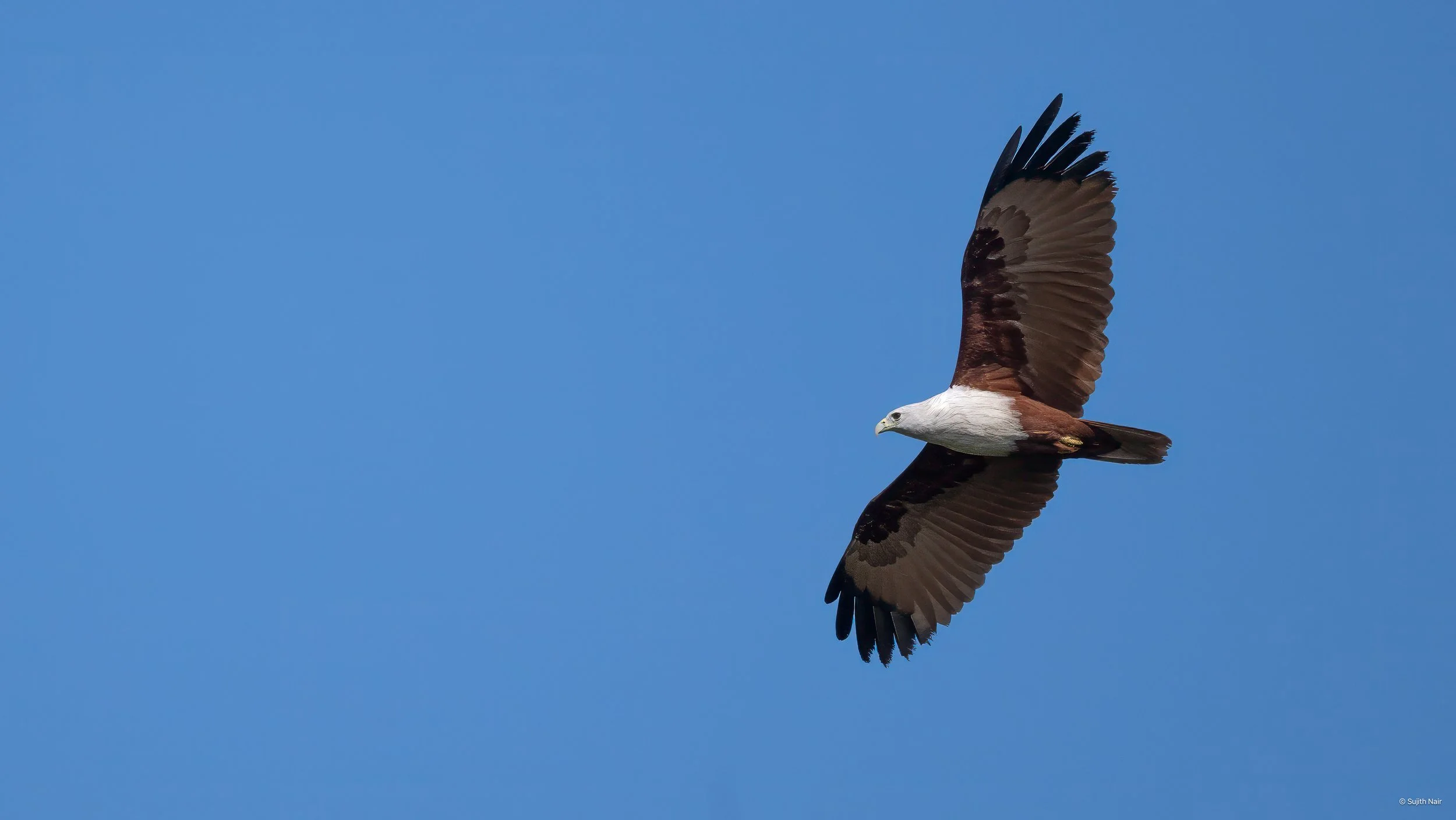 A bird of prey in flight against a blue sky, with brown and white feathers and wings spread wide.